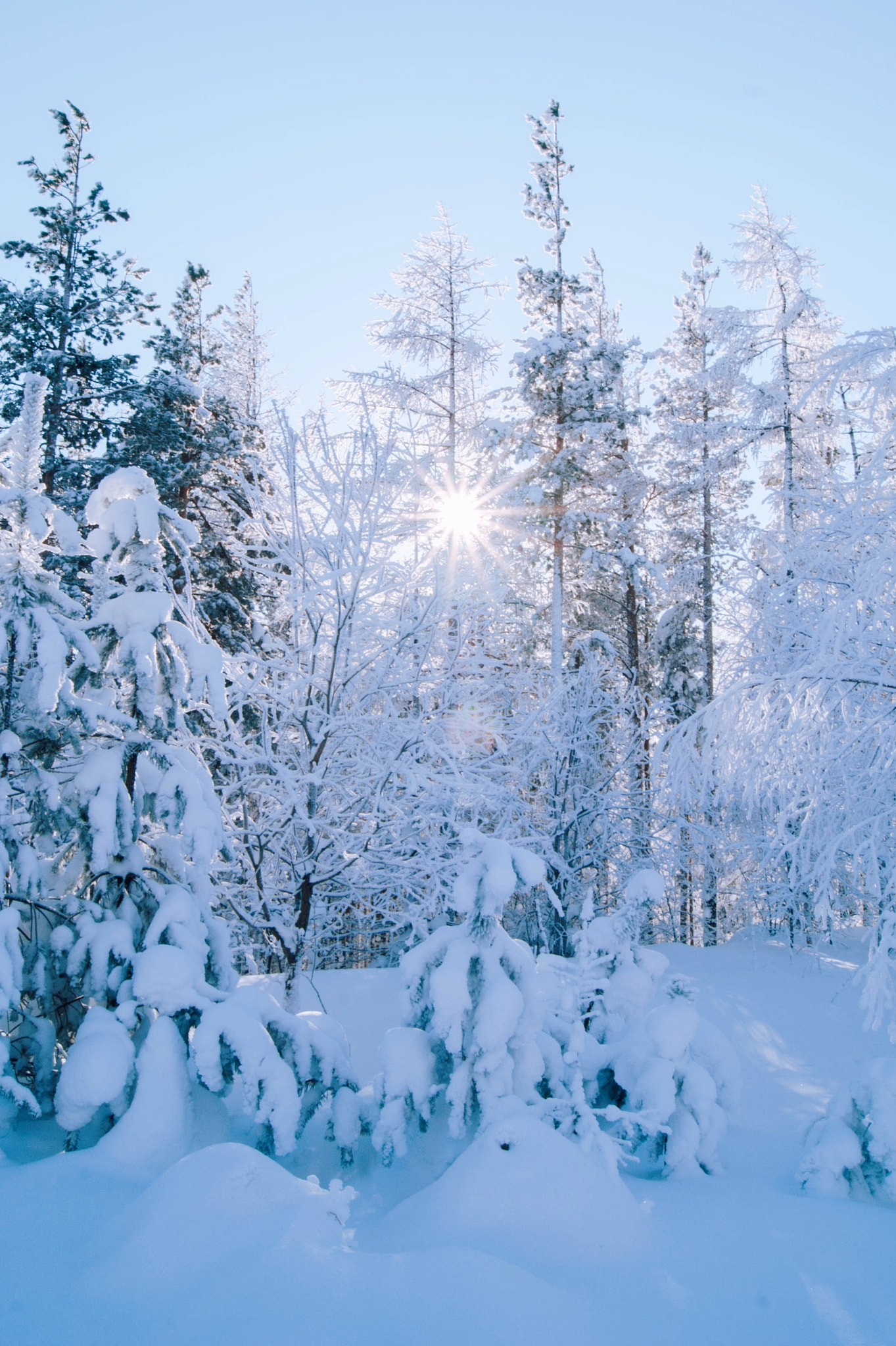 Sony Alpha DSLR-A330 sample photo. Sun between the trees photography