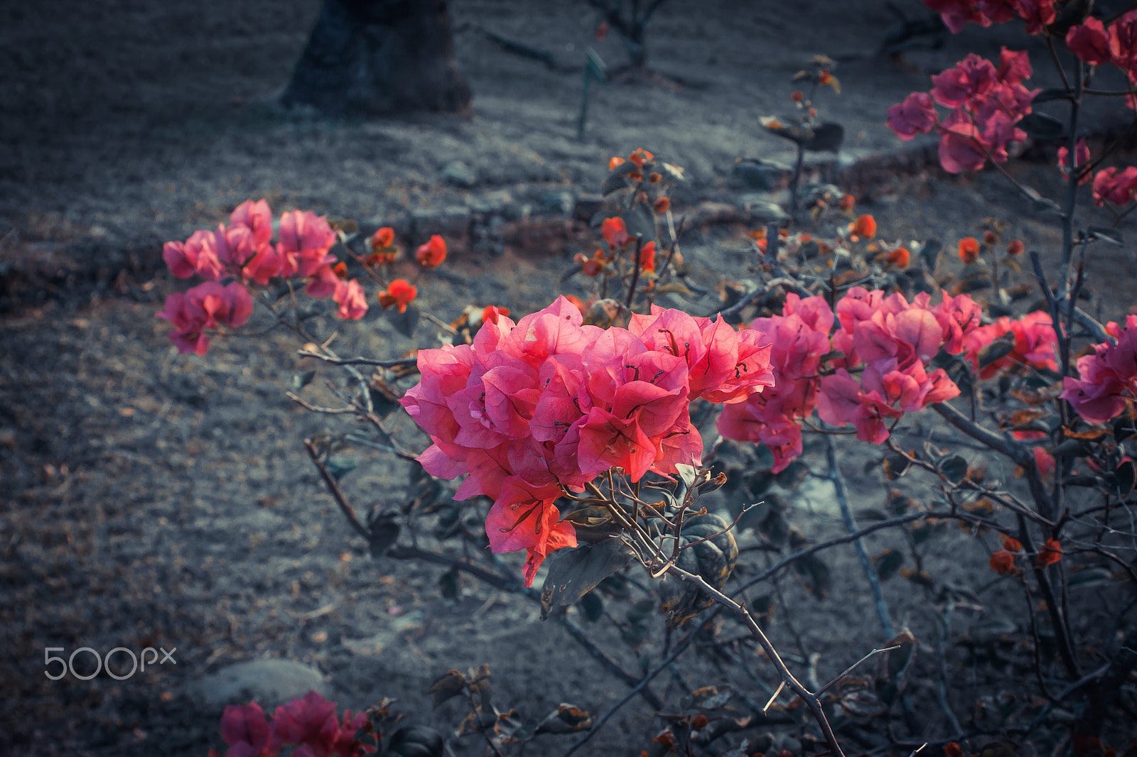 Canon EF 35-80mm f/4-5.6 sample photo. Img photography