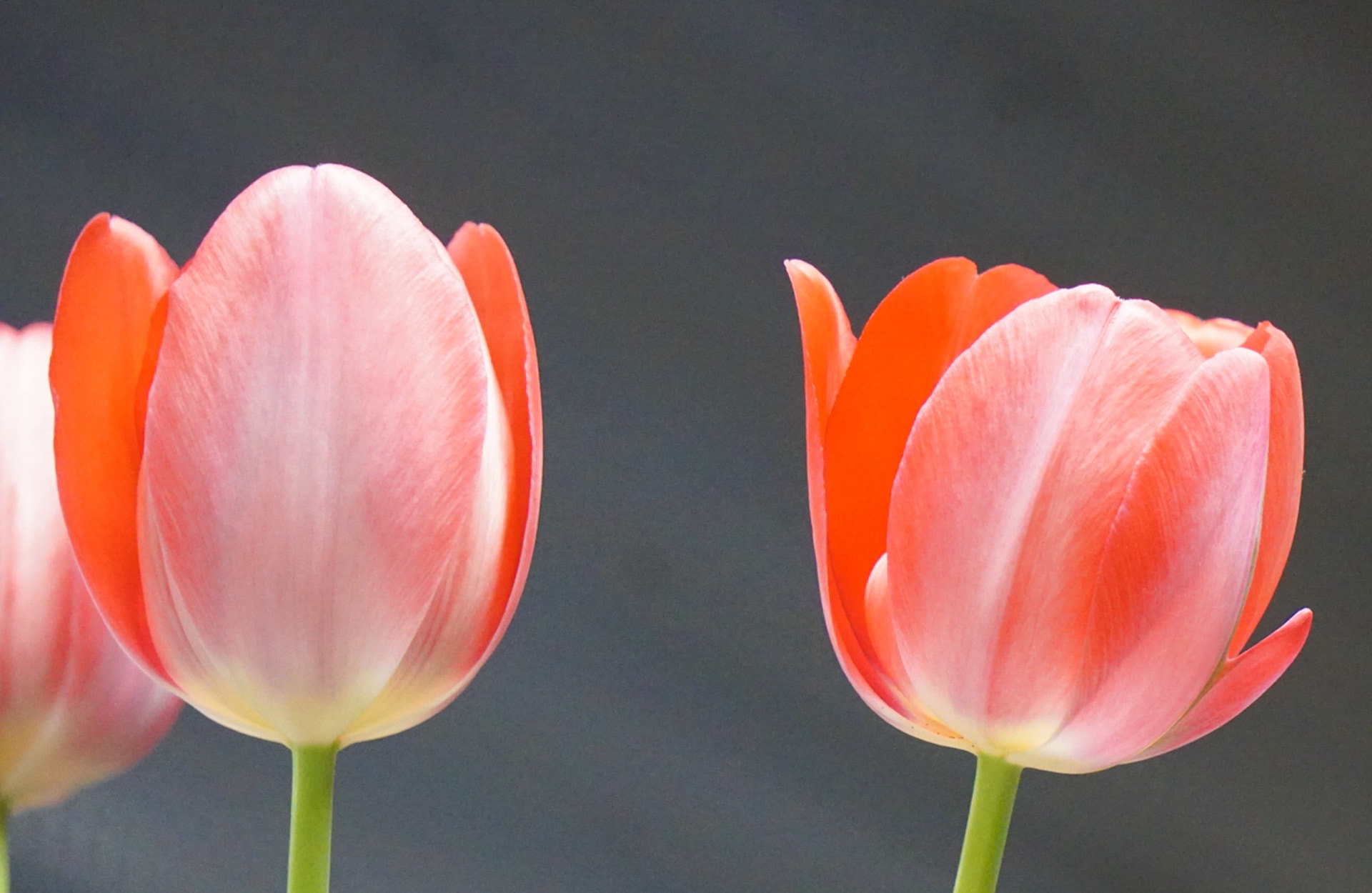 Sony a6300 sample photo. Tulips photography