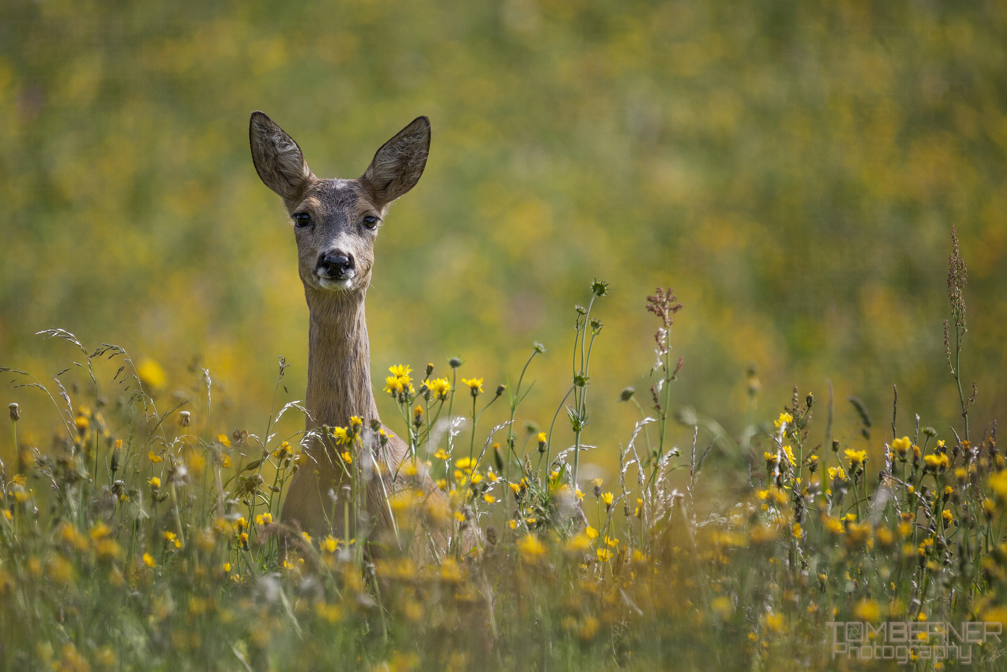 Tamron SP 150-600mm F5-6.3 Di VC USD sample photo. Reh photography