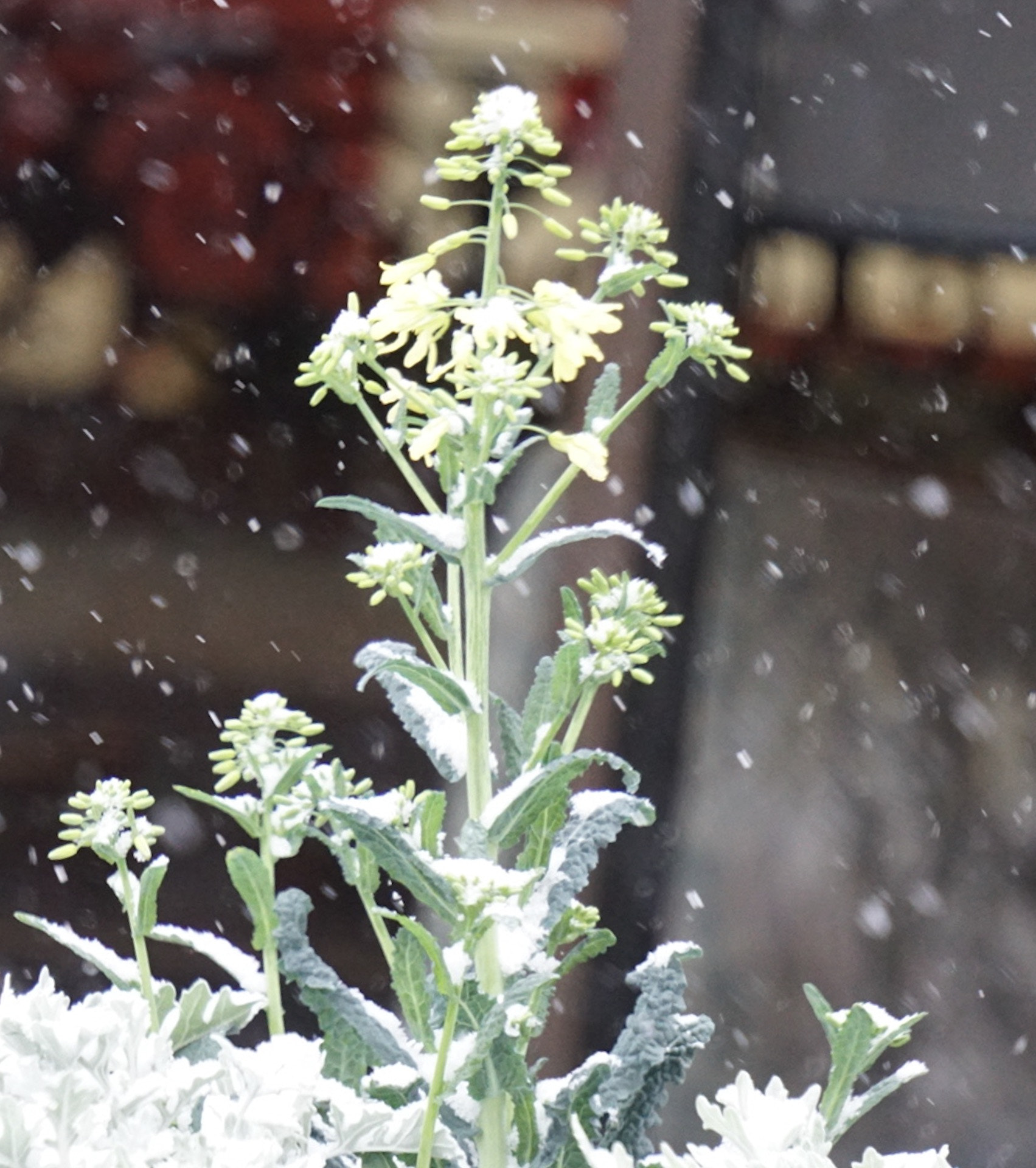 Sony a6300 sample photo. Snow showers bring spring flowers photography