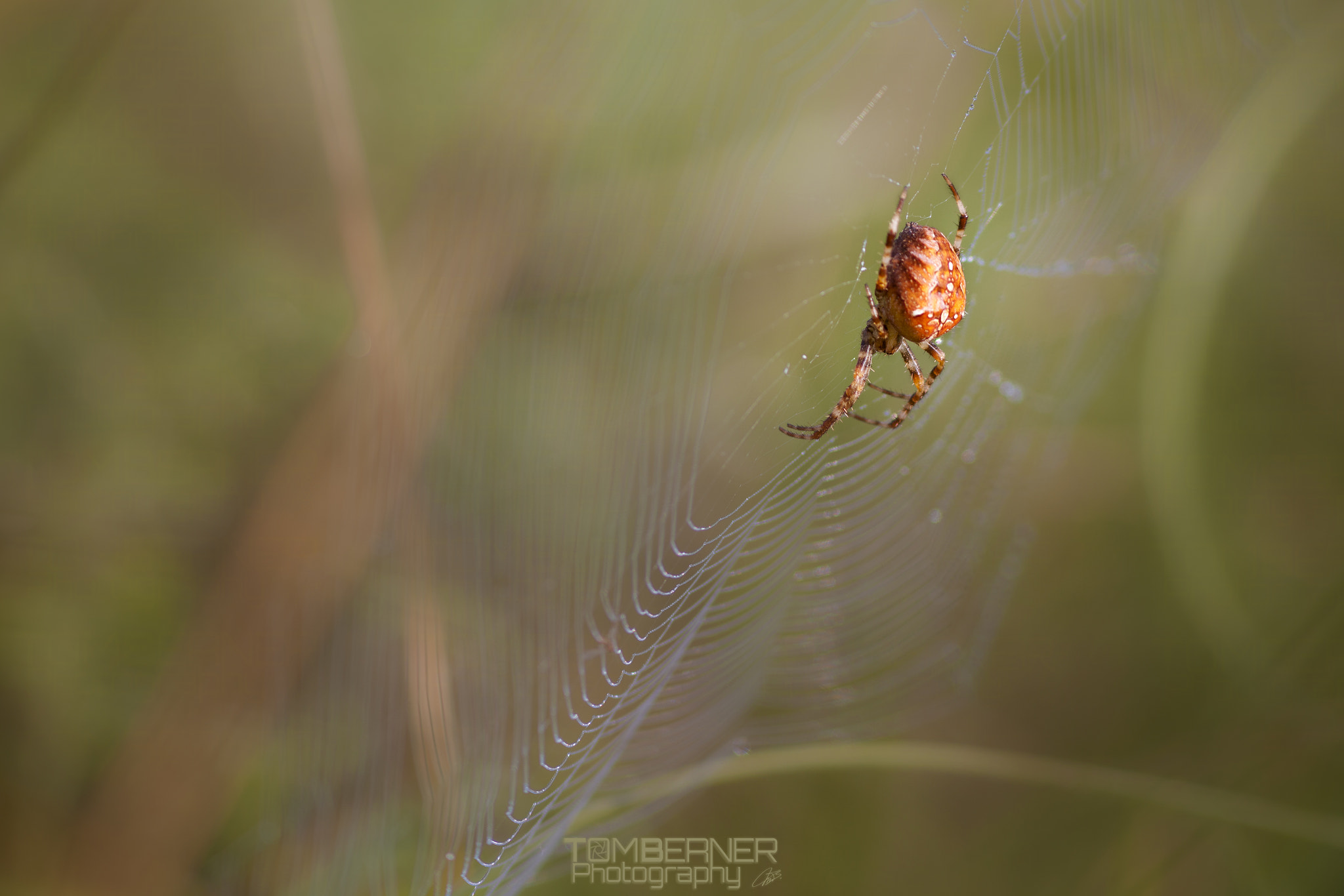 Canon EF 300mm F4L IS USM sample photo. Kreuzspinne 2 photography