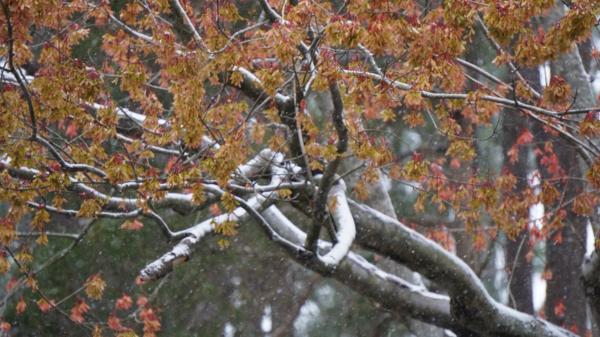 Sony a6300 + Sony E 55-210mm F4.5-6.3 OSS sample photo. Spring snow photography