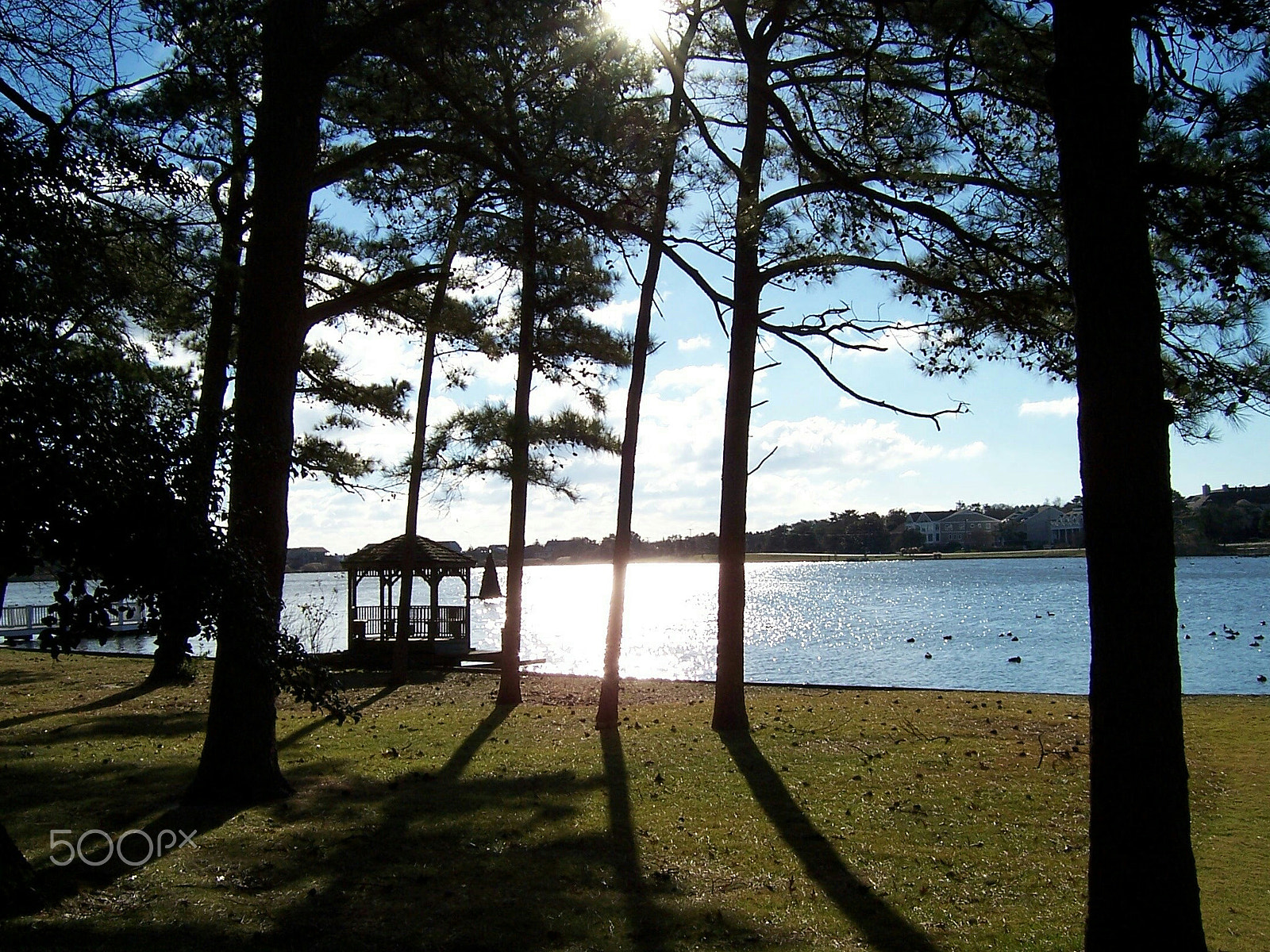 Kodak DX7440 ZOOM DIGITAL CAMERA sample photo. Pine shadows photography