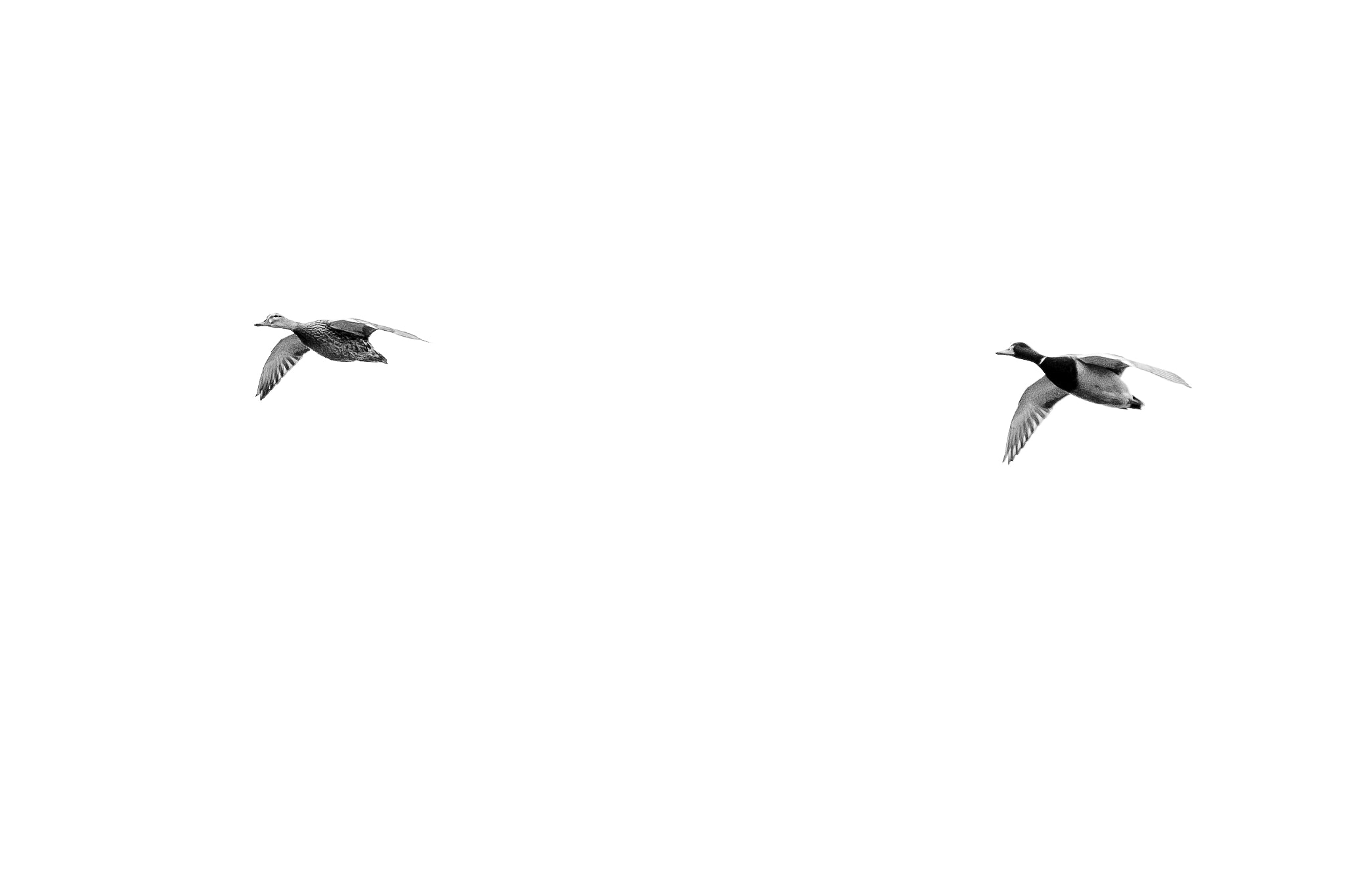 Fujifilm XF 50-140mm F2.8 R LM OIS WR sample photo. Birds photography