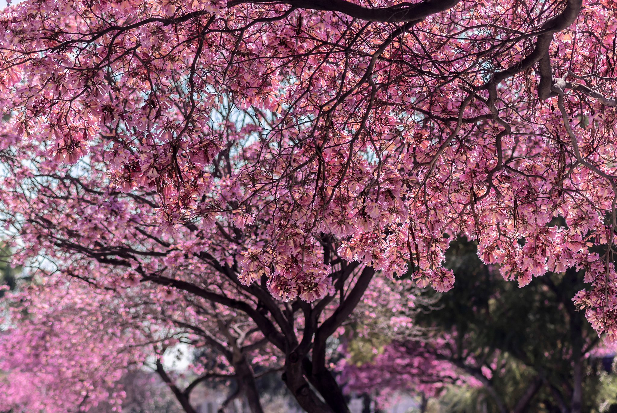 Canon EOS 7D Mark II + Sigma APO 50-150mm f/2.8 [II] EX DC HSM sample photo. Spring is here photography