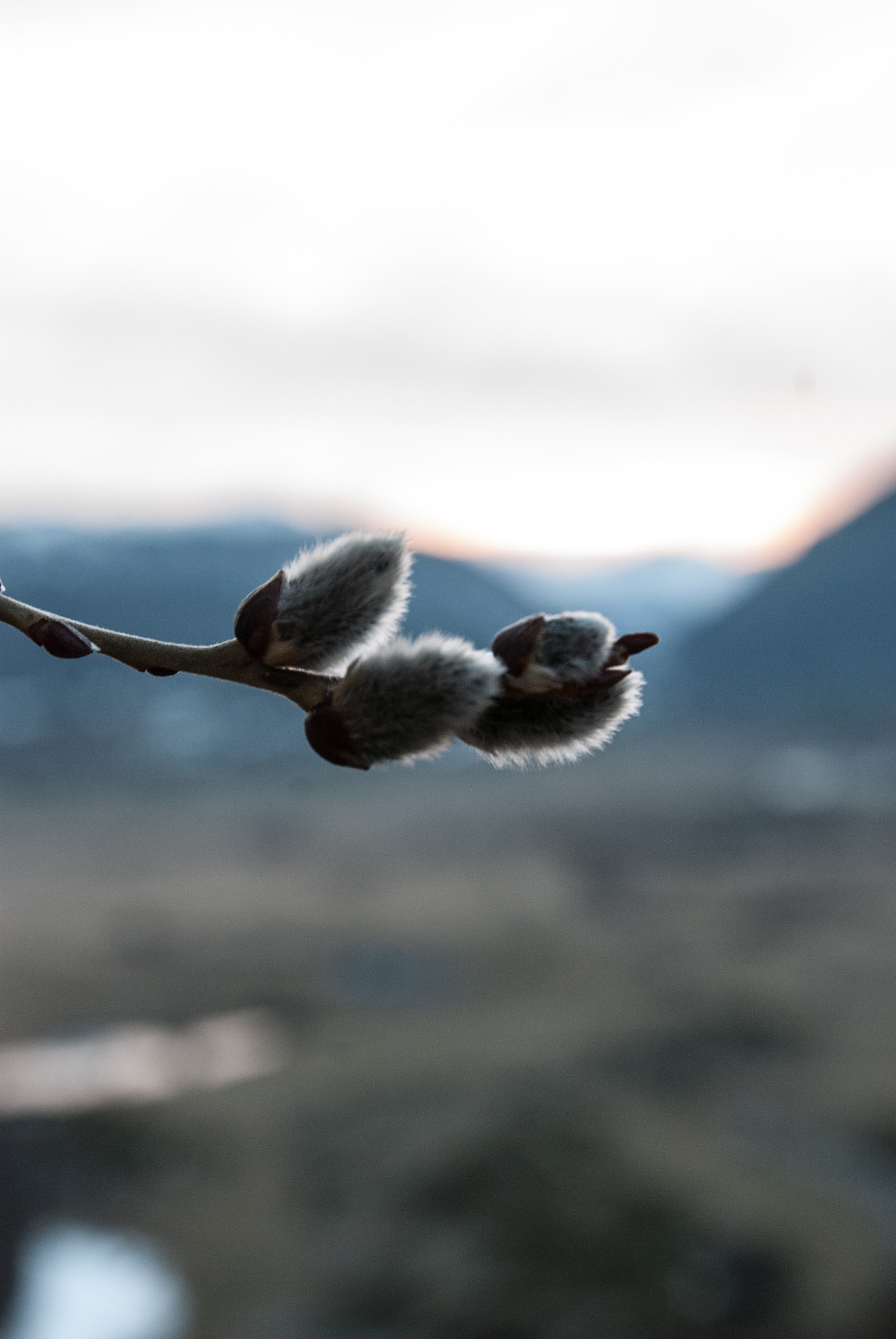 Nikon D80 sample photo. Cats flower photography
