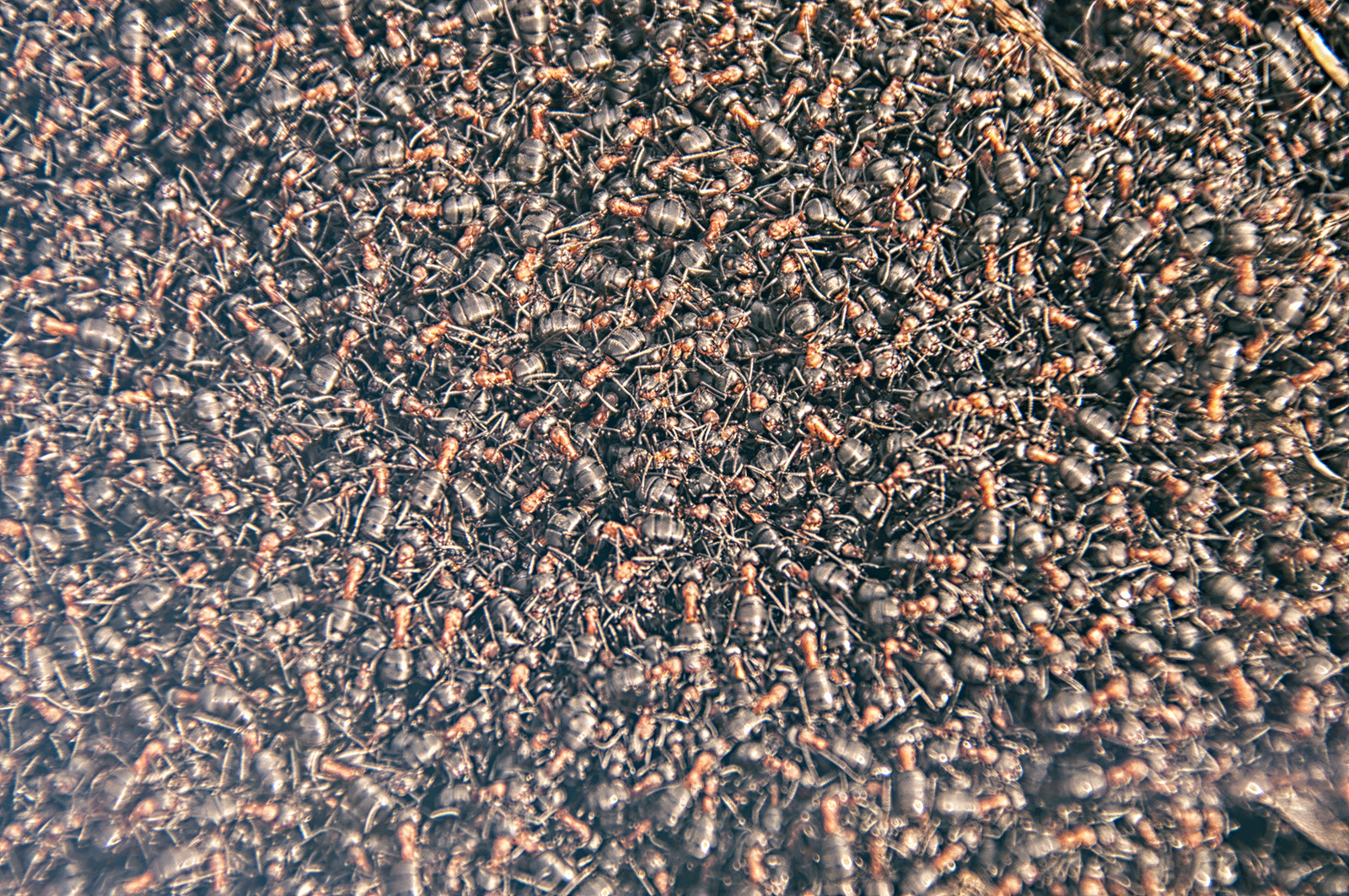 Nikon D300S sample photo. Ants photography