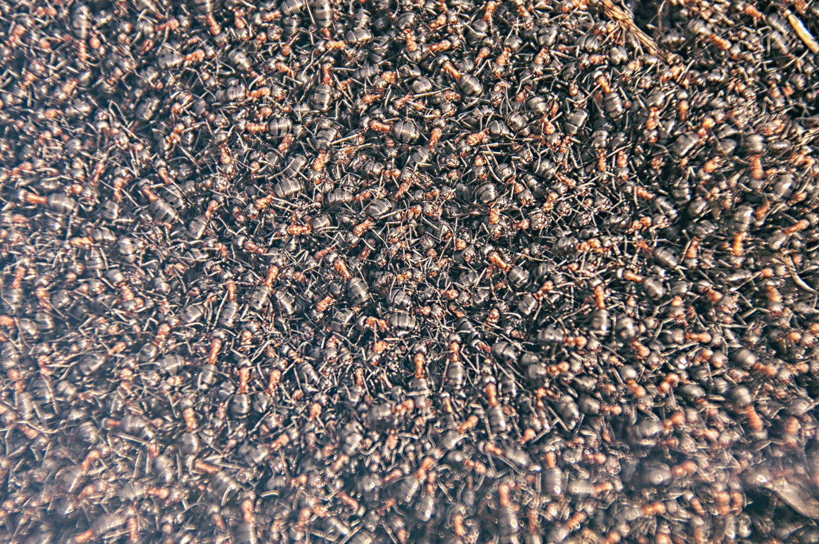 Nikon D300S sample photo. Ants photography