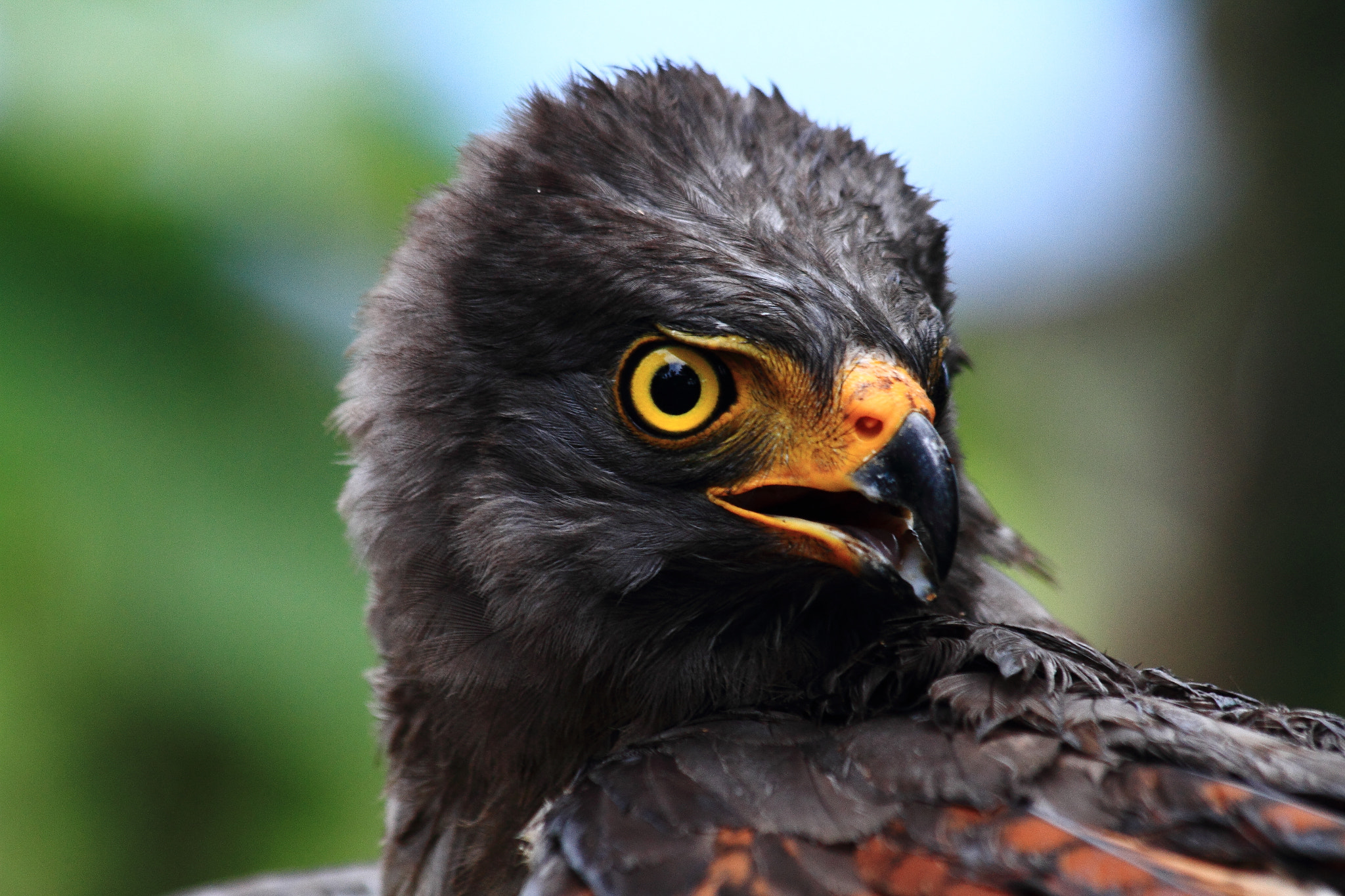Canon EF 70-300mm F4-5.6 IS USM sample photo. Gavilan caminero - buteo magnirostris photography