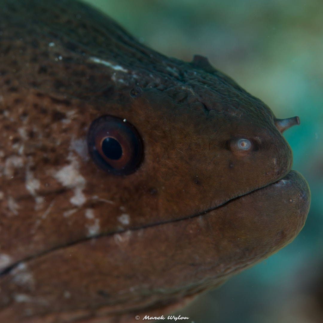 Nikon AF-S Micro-Nikkor 105mm F2.8G IF-ED VR sample photo. Giant moray | maldives | 2014.04.04 photography