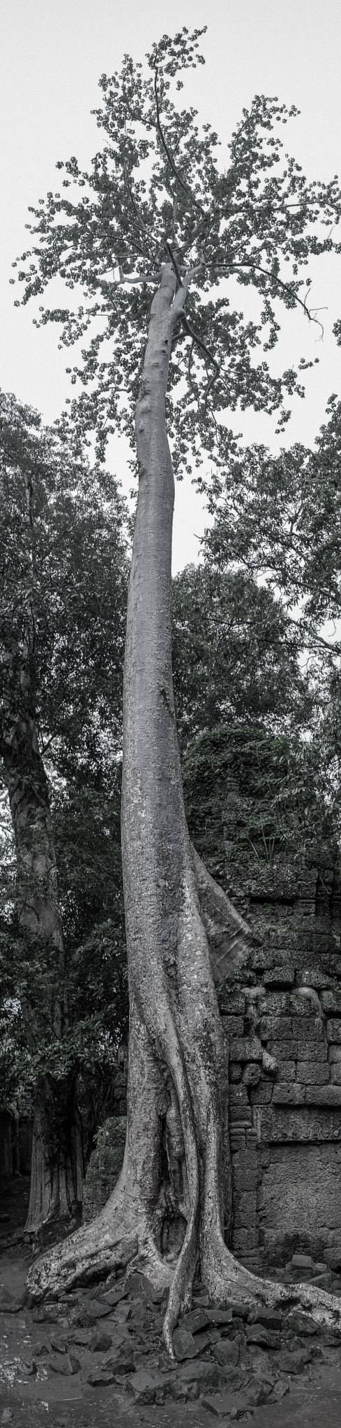 Sony Alpha NEX-5R sample photo. Mighty tree photography