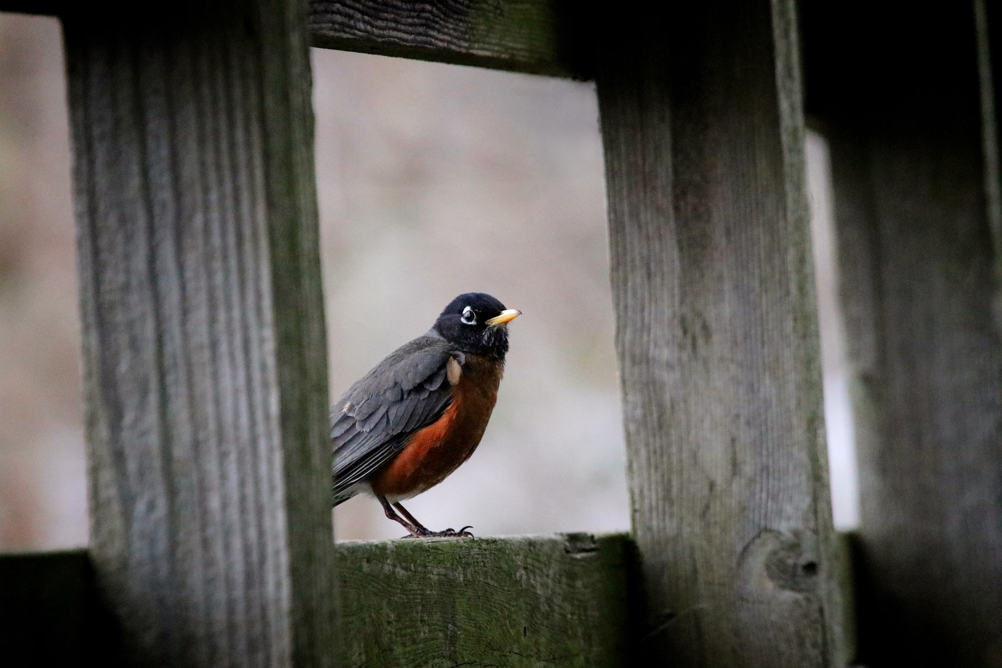 Canon EOS 80D + Canon EF 100-400mm F4.5-5.6L IS USM sample photo. Young robin posing photography