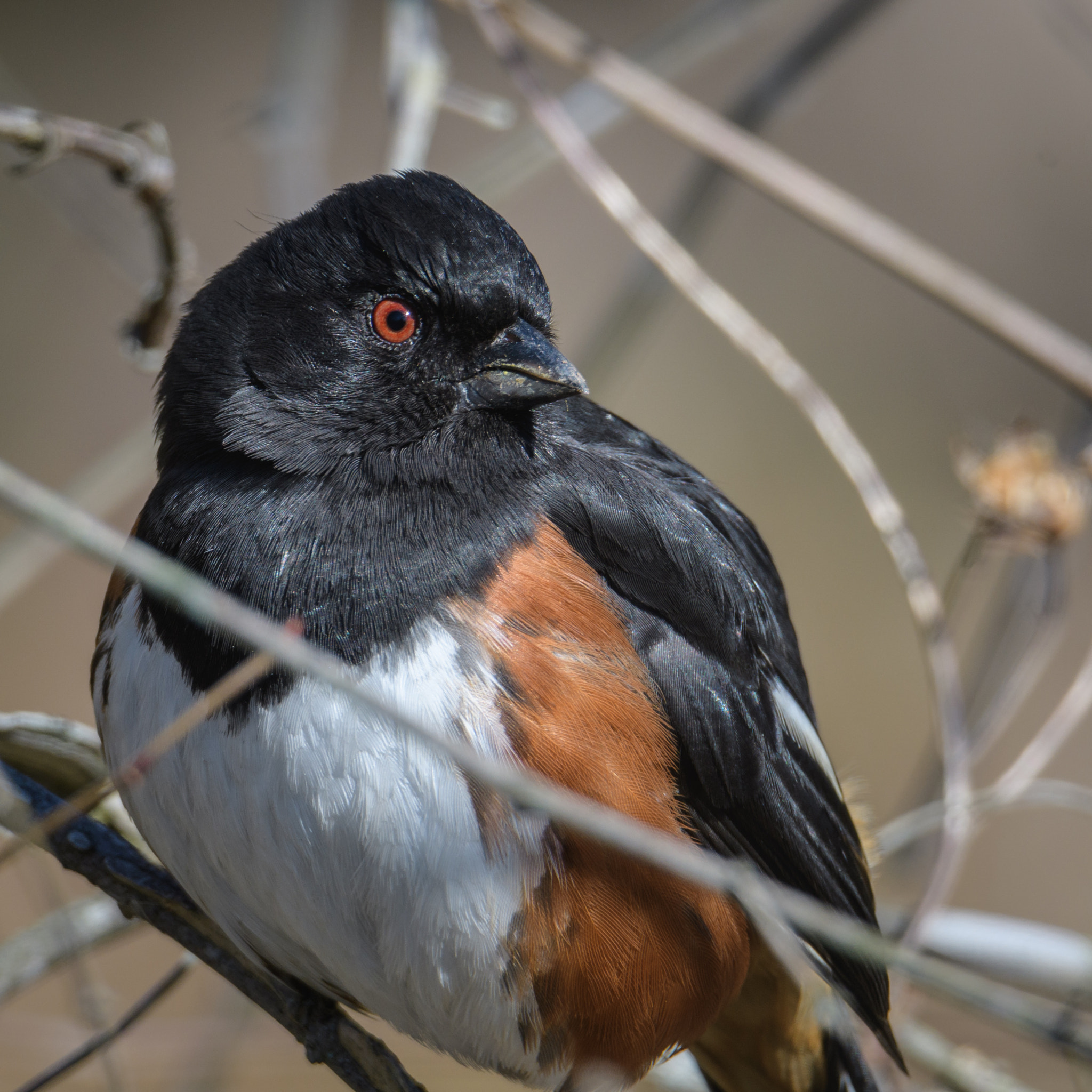 Nikon D500 + Sigma 50mm F2.8 EX DG Macro sample photo. Eastern towhee photography