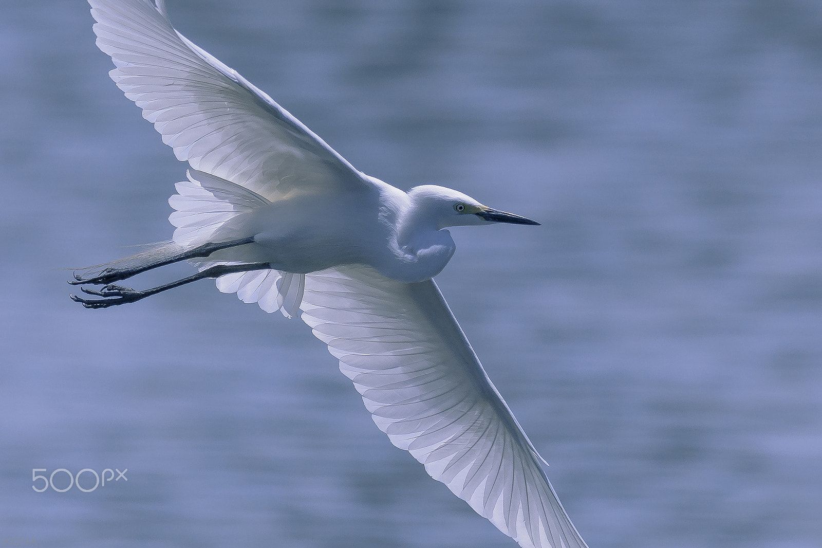 Nikon AF-S Nikkor 400mm F2.8G ED VR II sample photo. Sagi   33406433515.jpg photography