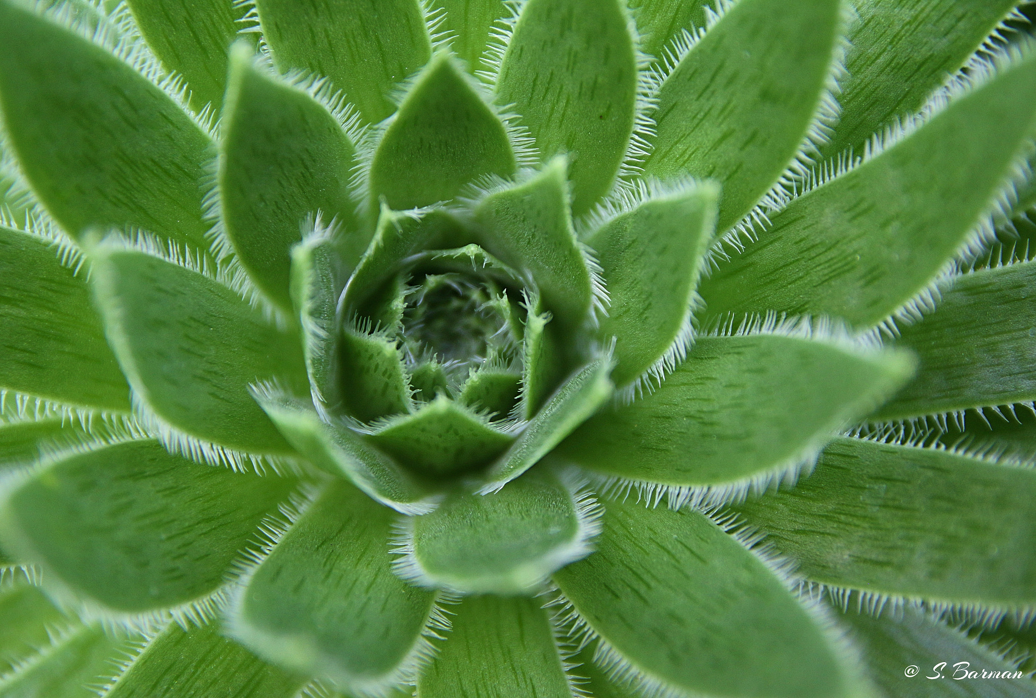 Sigma 17-70mm F2.8-4 DC Macro OS HSM sample photo. Green arrangement.... photography