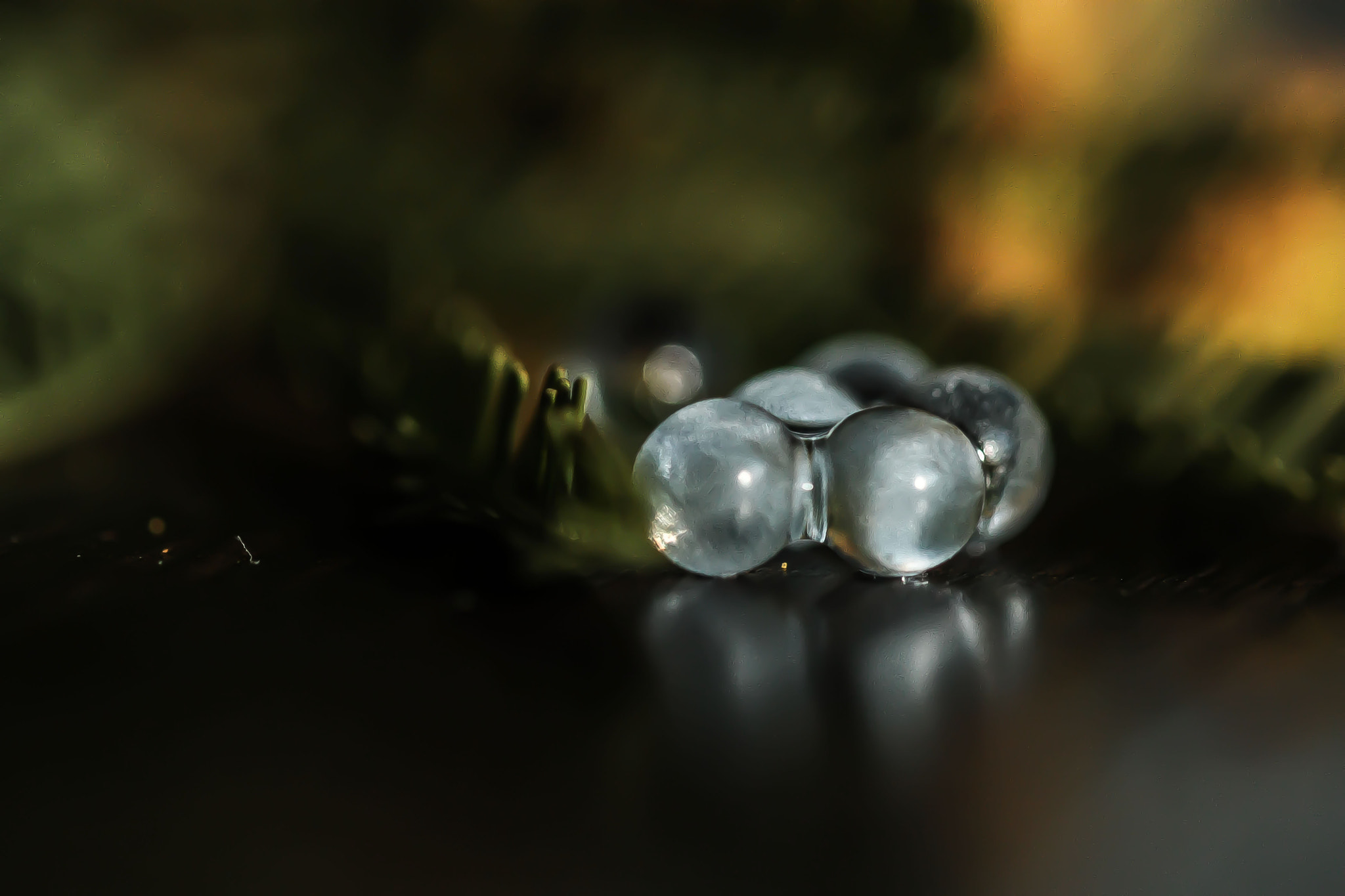Canon EF 100mm F2.8L Macro IS USM sample photo. Img photography