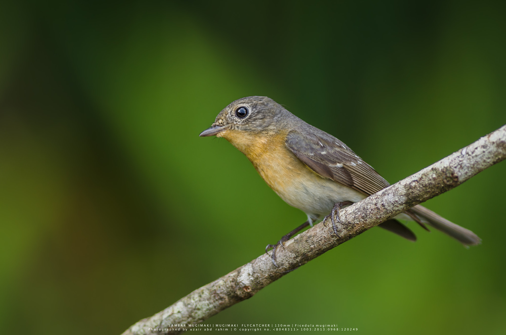 Nikon AF-S Nikkor 300mm F2.8G ED VR II sample photo. Mugimaki flycatcher (female) photography