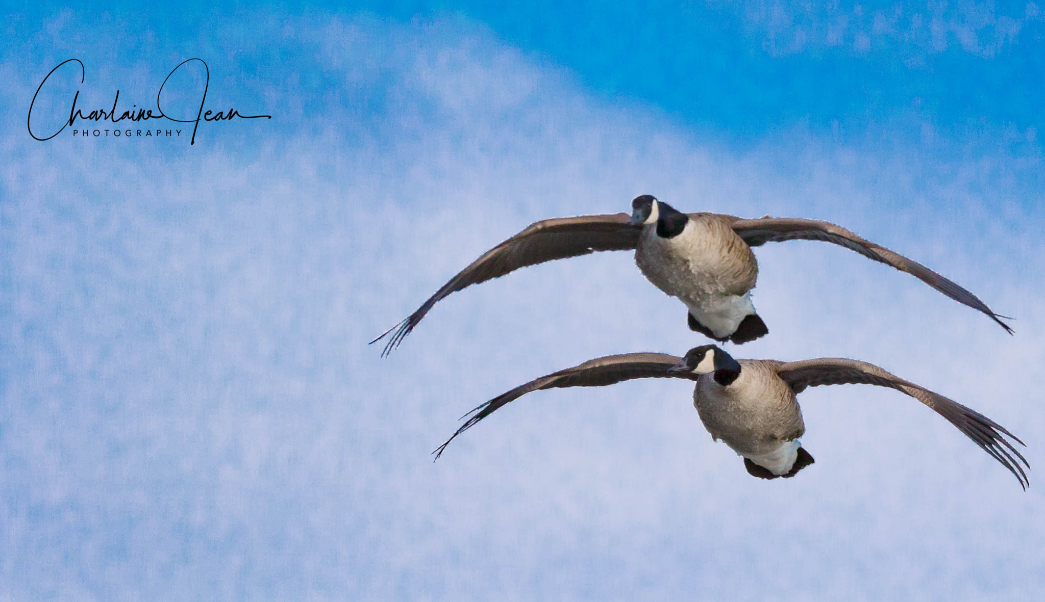 Canon EOS 7D Mark II sample photo. Canada geese, st-lawrence river, quebec, canada photography
