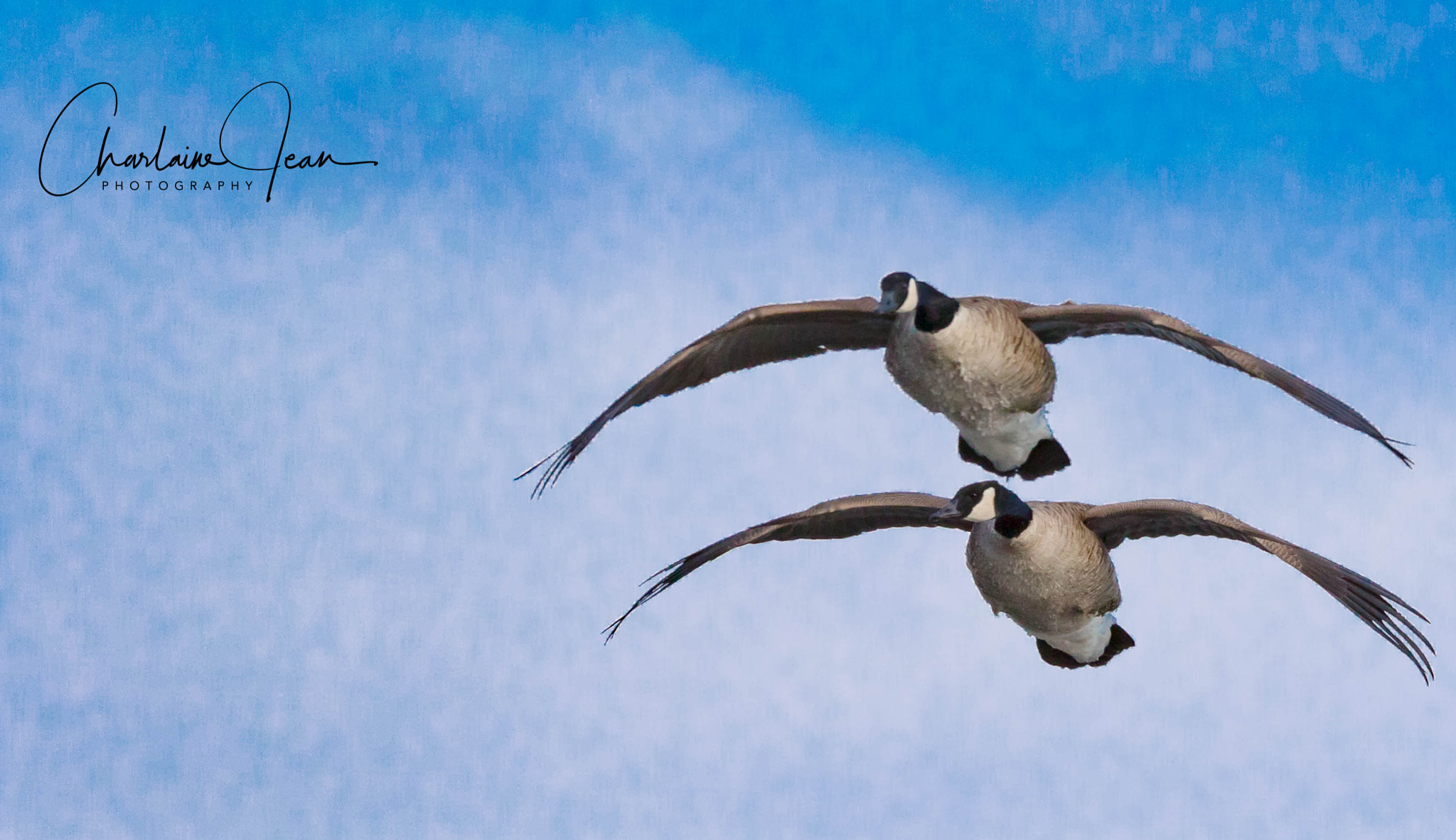 150-600mm F5-6.3 DG OS HSM | Sports 014 sample photo. Canada geese, st-lawrence river, quebec, canada photography