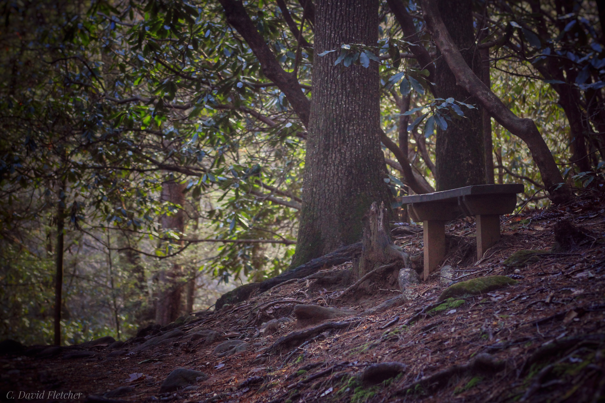 Canon EOS 550D (EOS Rebel T2i / EOS Kiss X4) + EF75-300mm f/4-5.6 sample photo. An empty bench in a state park. in the generation  ... photography