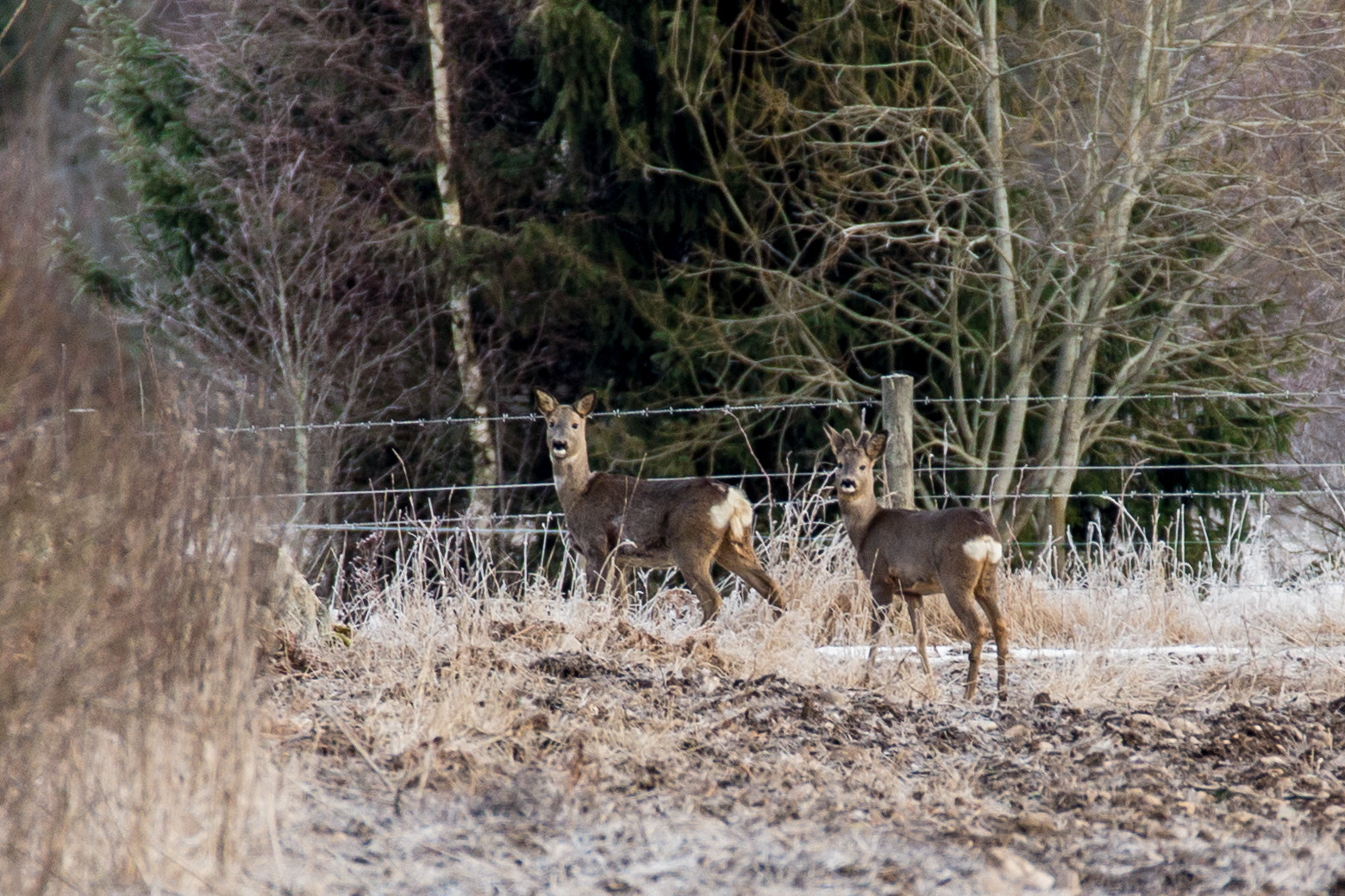 Tamron SP 150-600mm F5-6.3 Di VC USD sample photo. 2 deers photography