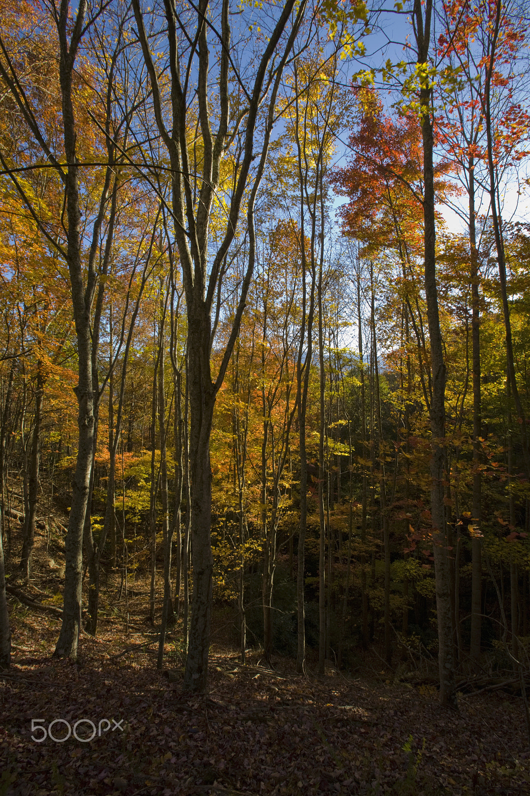 Canon EOS 5D sample photo. Autumn, foothills parkway photography