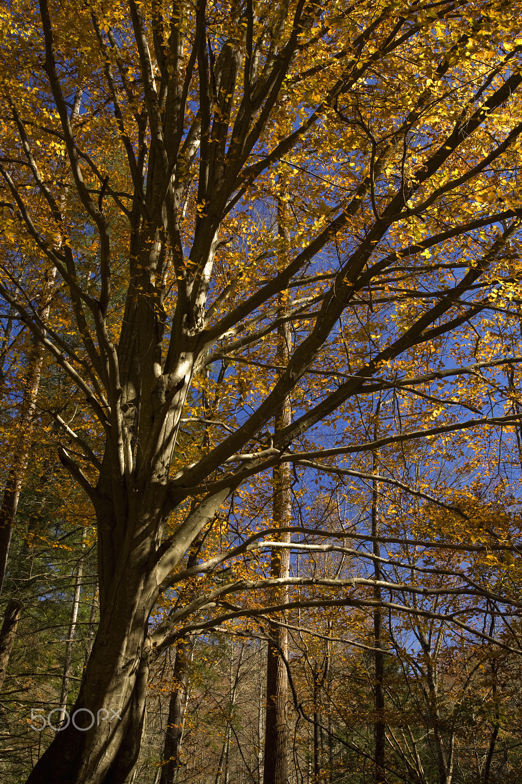 Canon EOS 5D sample photo. Autumn, hwy 32 near cosby, tn photography