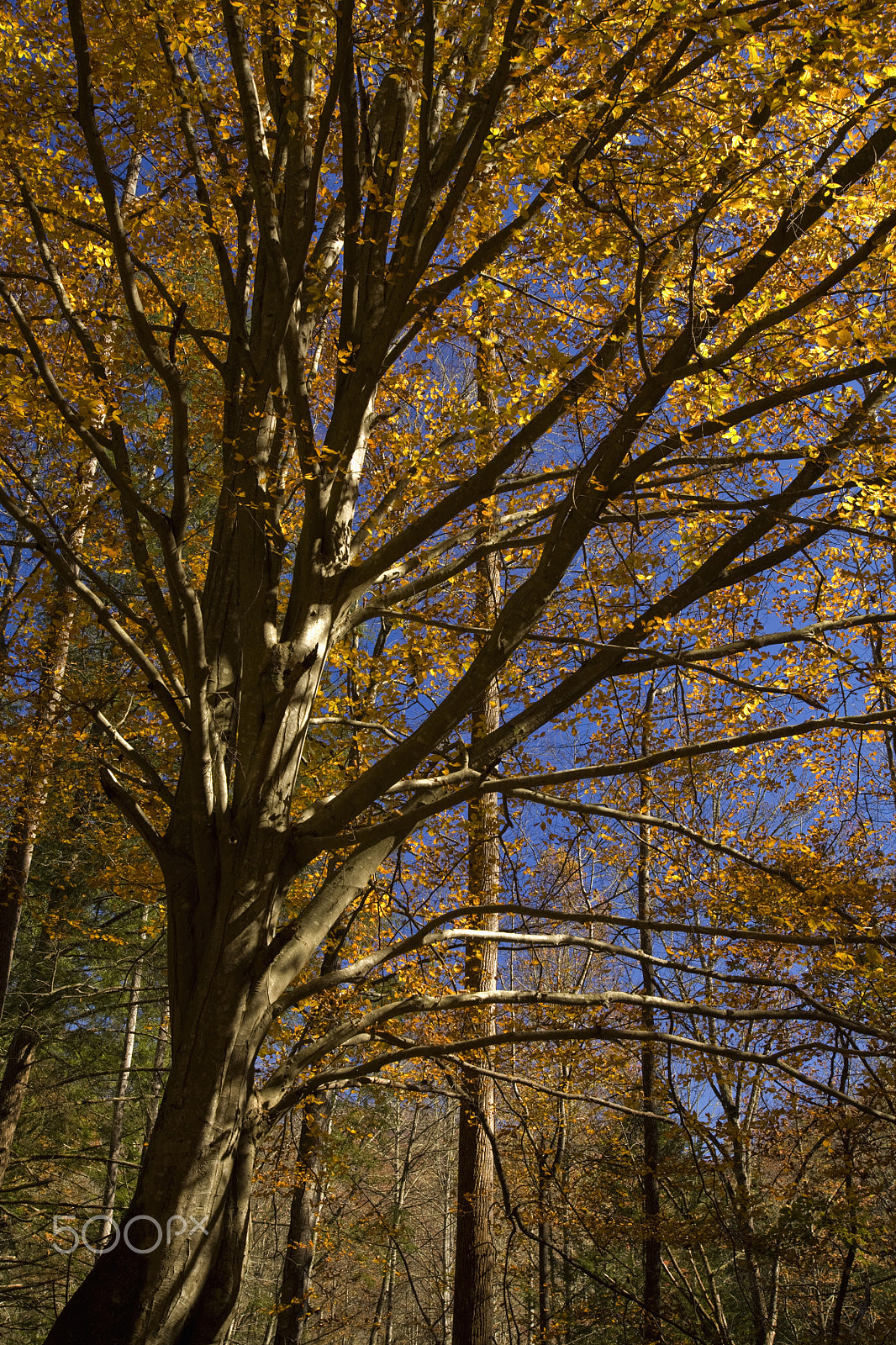 Canon EF 16-35mm F2.8L USM sample photo. Autumn, hwy 32 near cosby, tn photography