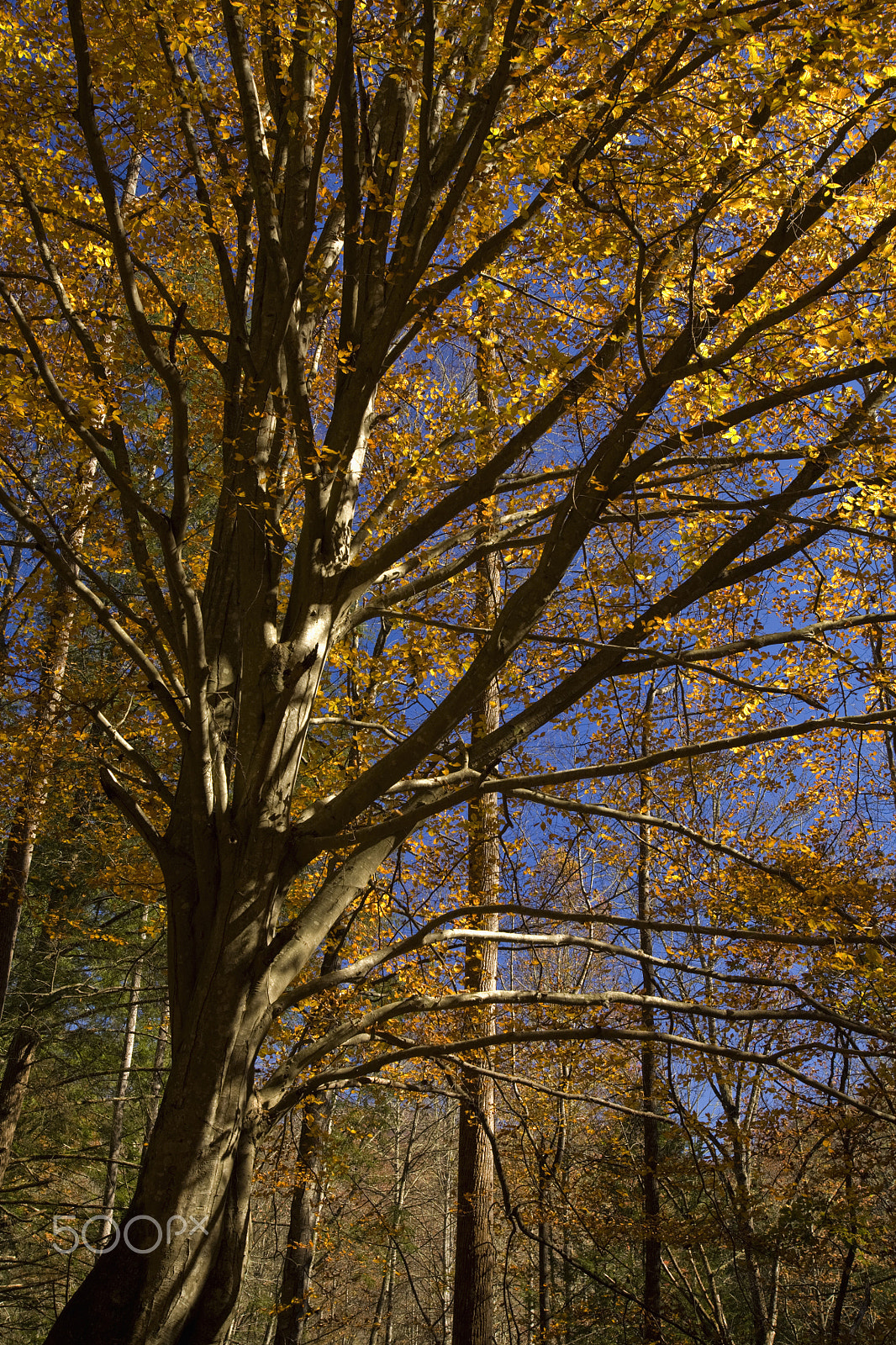 Canon EOS 5D + Canon EF 16-35mm F2.8L USM sample photo. Autumn, hwy 32 near cosby, tn photography