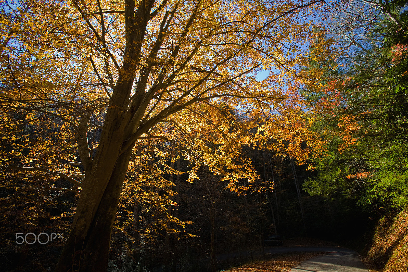 Canon EOS 5D sample photo. Autumn, hwy 32 near cosby, tn photography