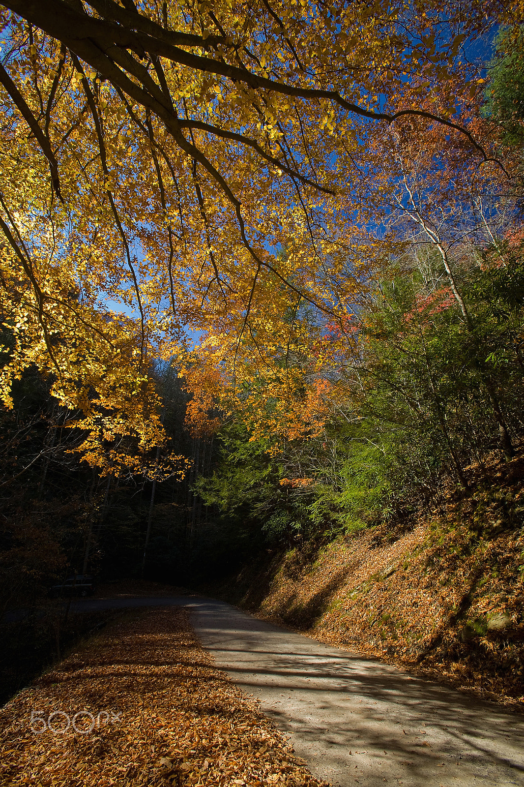 Canon EOS 5D sample photo. Autumn, hwy 32 near cosby, tn photography