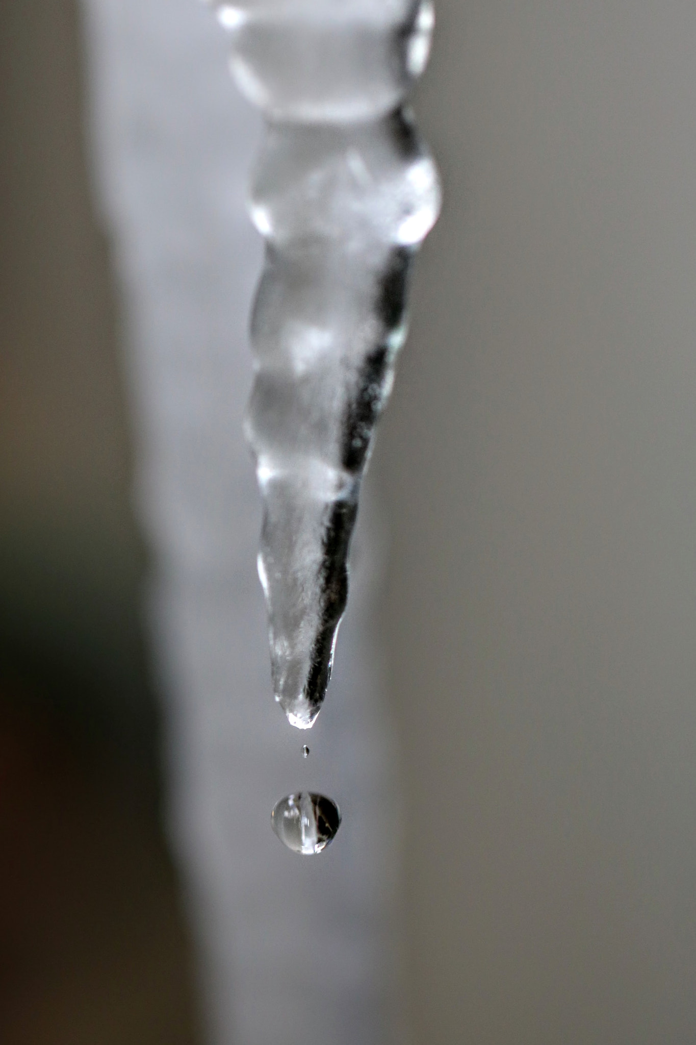 Canon EOS 750D (EOS Rebel T6i / EOS Kiss X8i) + Canon EF 100mm F2.8L Macro IS USM sample photo. Drip photography