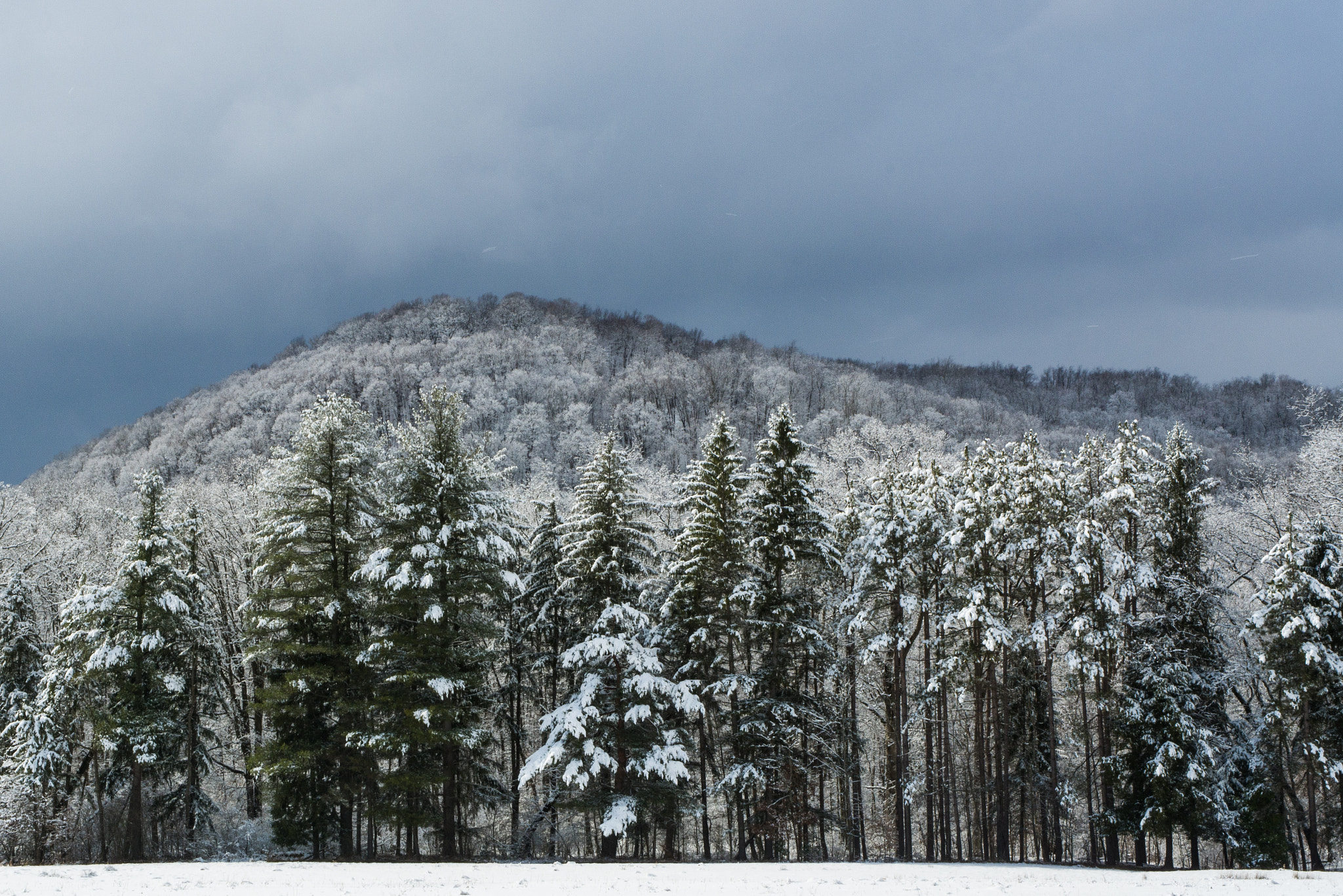 Nikon D7100 sample photo. Snow covered trees under dark sky photography