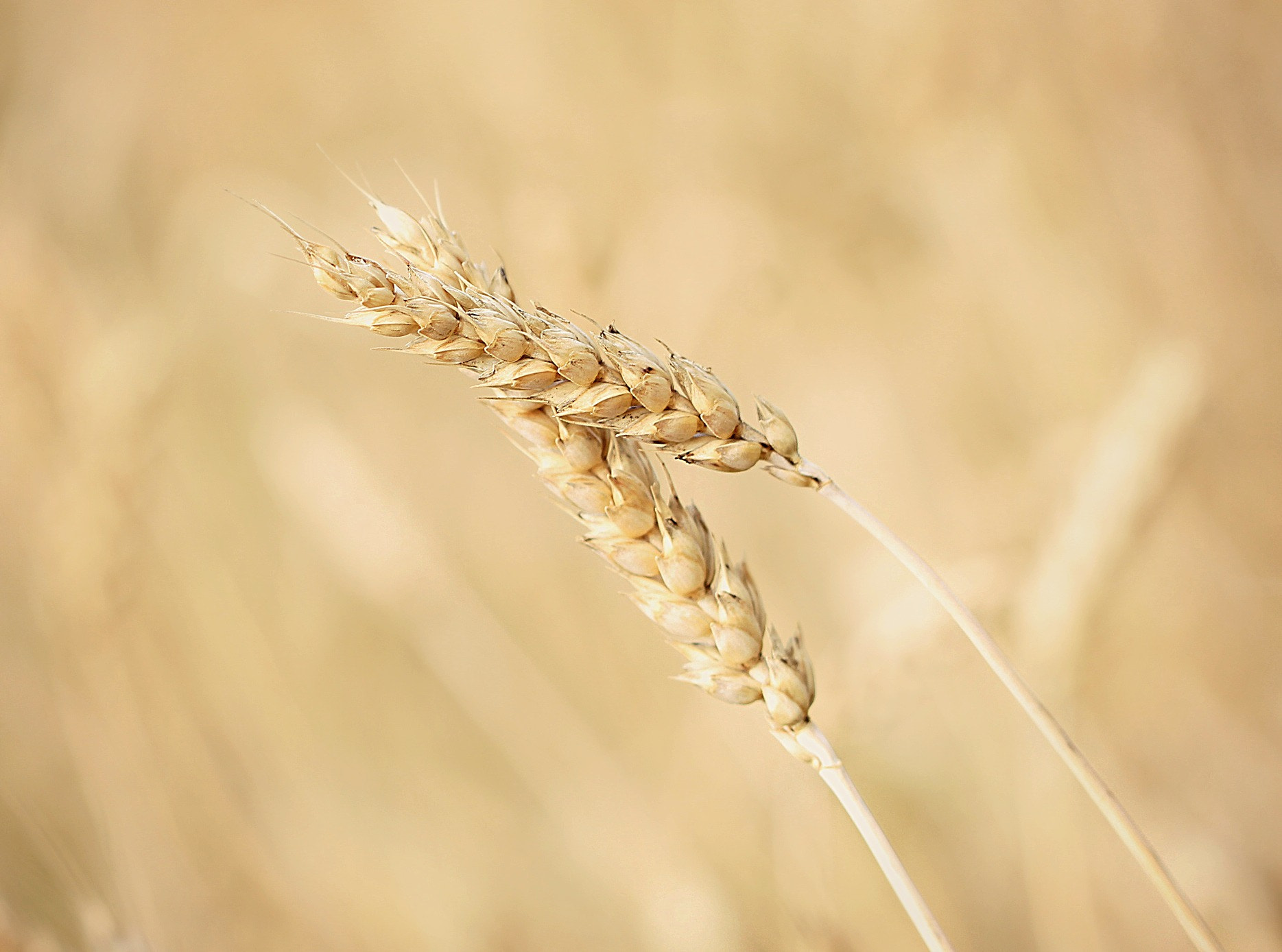 Canon EF 100mm F2.8L Macro IS USM sample photo. Collons nous photography