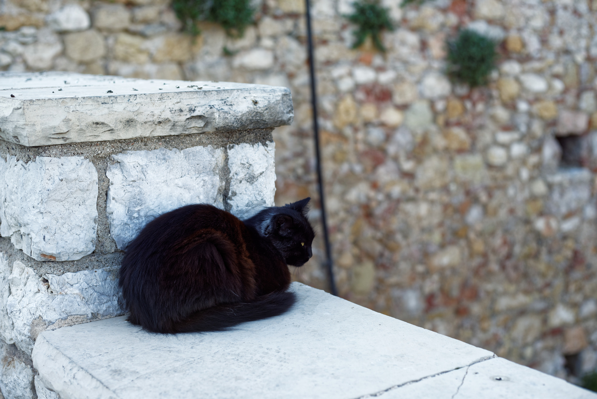 Sony a7R sample photo. Black cat  photography