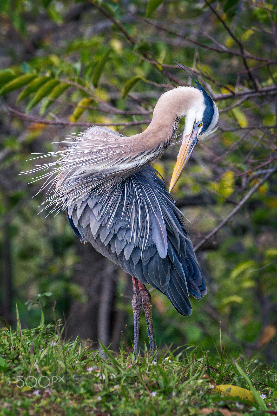 Canon EF 70-300mm F4-5.6L IS USM sample photo. Great blue heron photography
