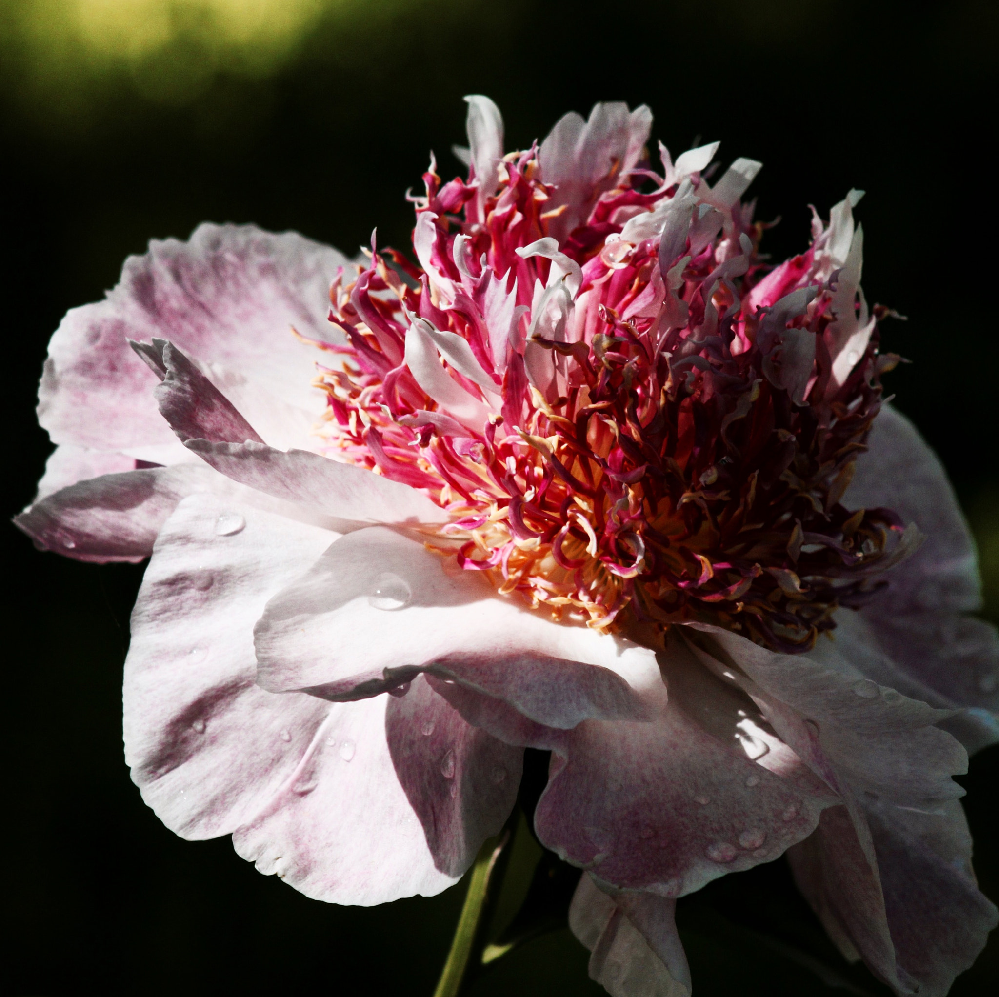Canon EF 75-300mm f/4-5.6 USM sample photo. Japanese peony photography