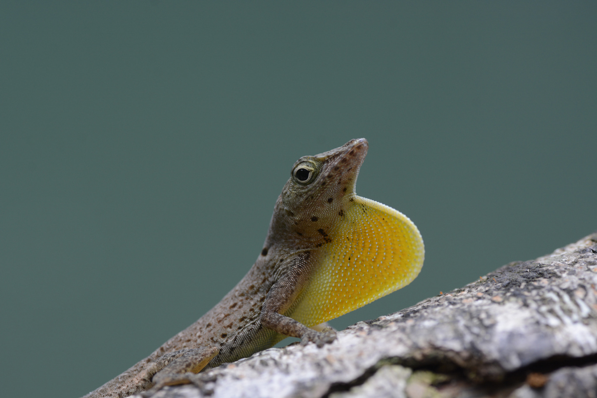 Nikon D7100 sample photo. Spotted anole photography