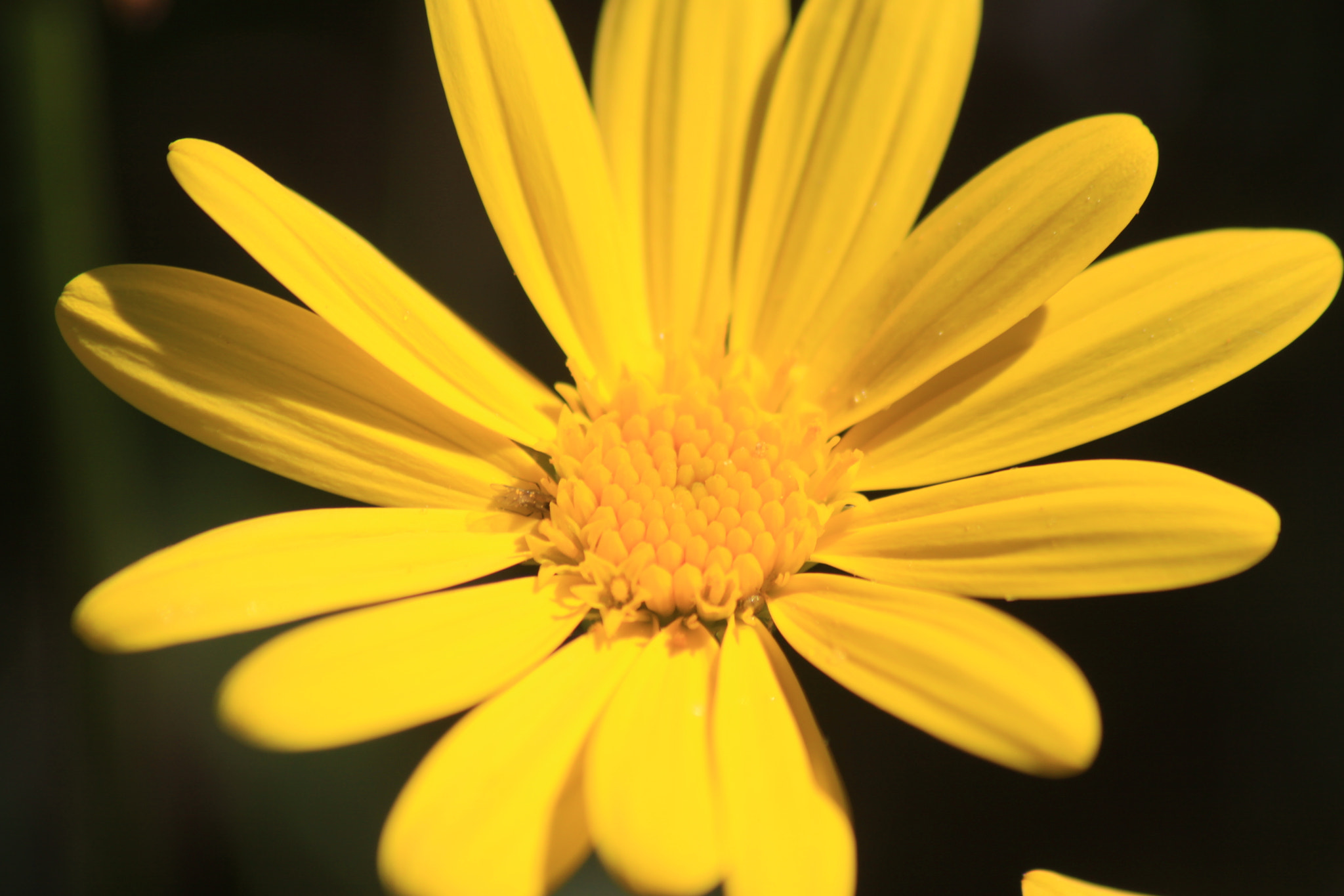 Canon EOS 50D sample photo. Flower photography