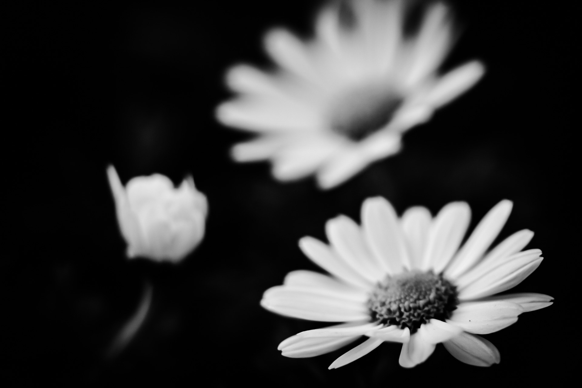 Sigma APO Macro 150mm f/2.8 EX DG HSM sample photo. Daisies photography