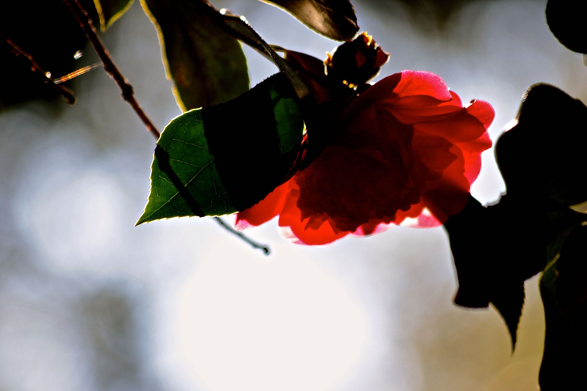 Canon EF 70-300mm F4-5.6 IS USM sample photo. Springtime! photography