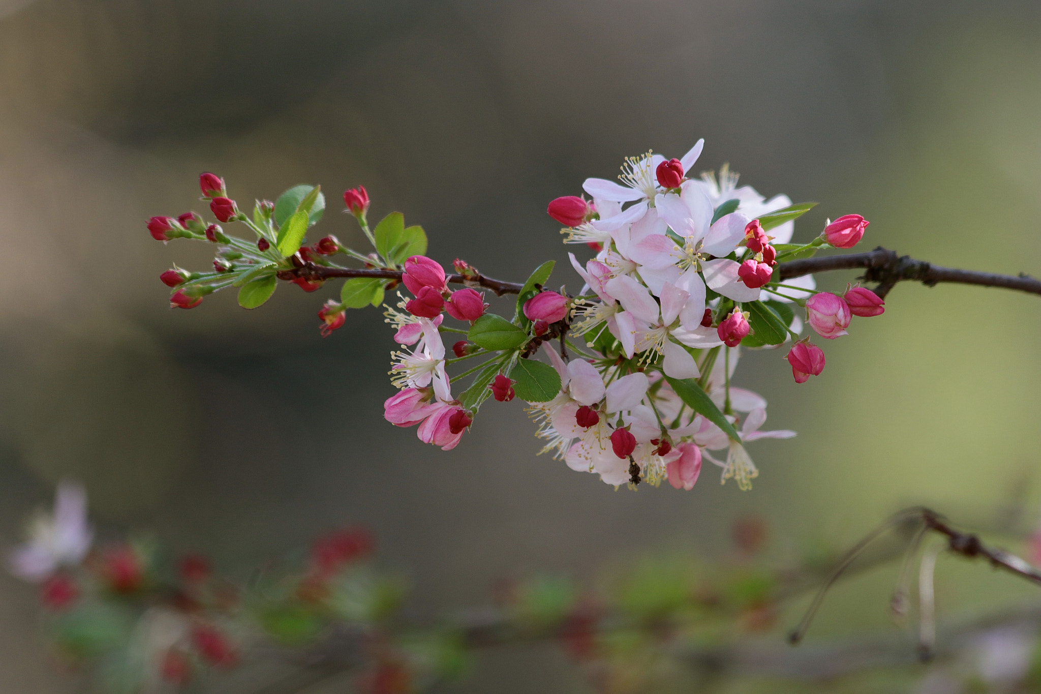 Canon EF 70-300mm F4-5.6 IS USM sample photo. Springtime! photography