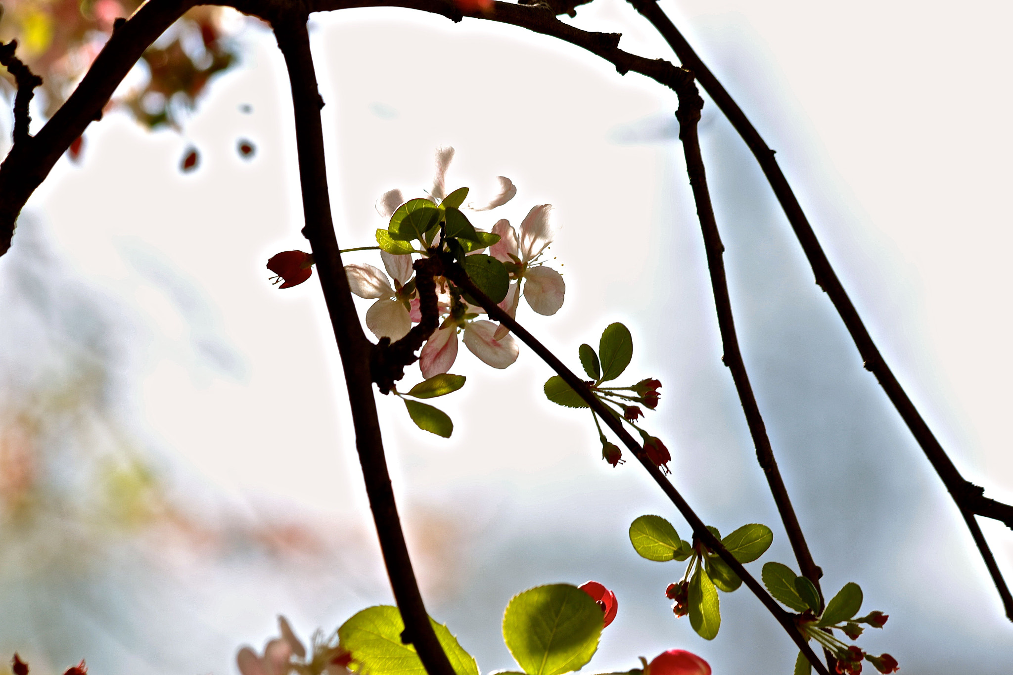 Canon EF 70-300mm F4-5.6 IS USM sample photo. Springtime! photography