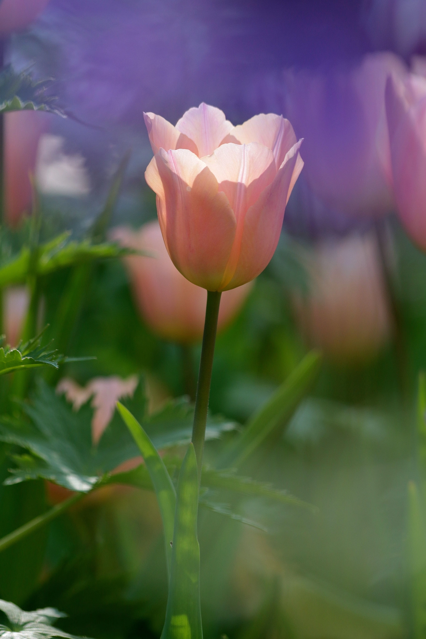 Canon EF 70-300mm F4-5.6 IS USM sample photo. Springtime! photography