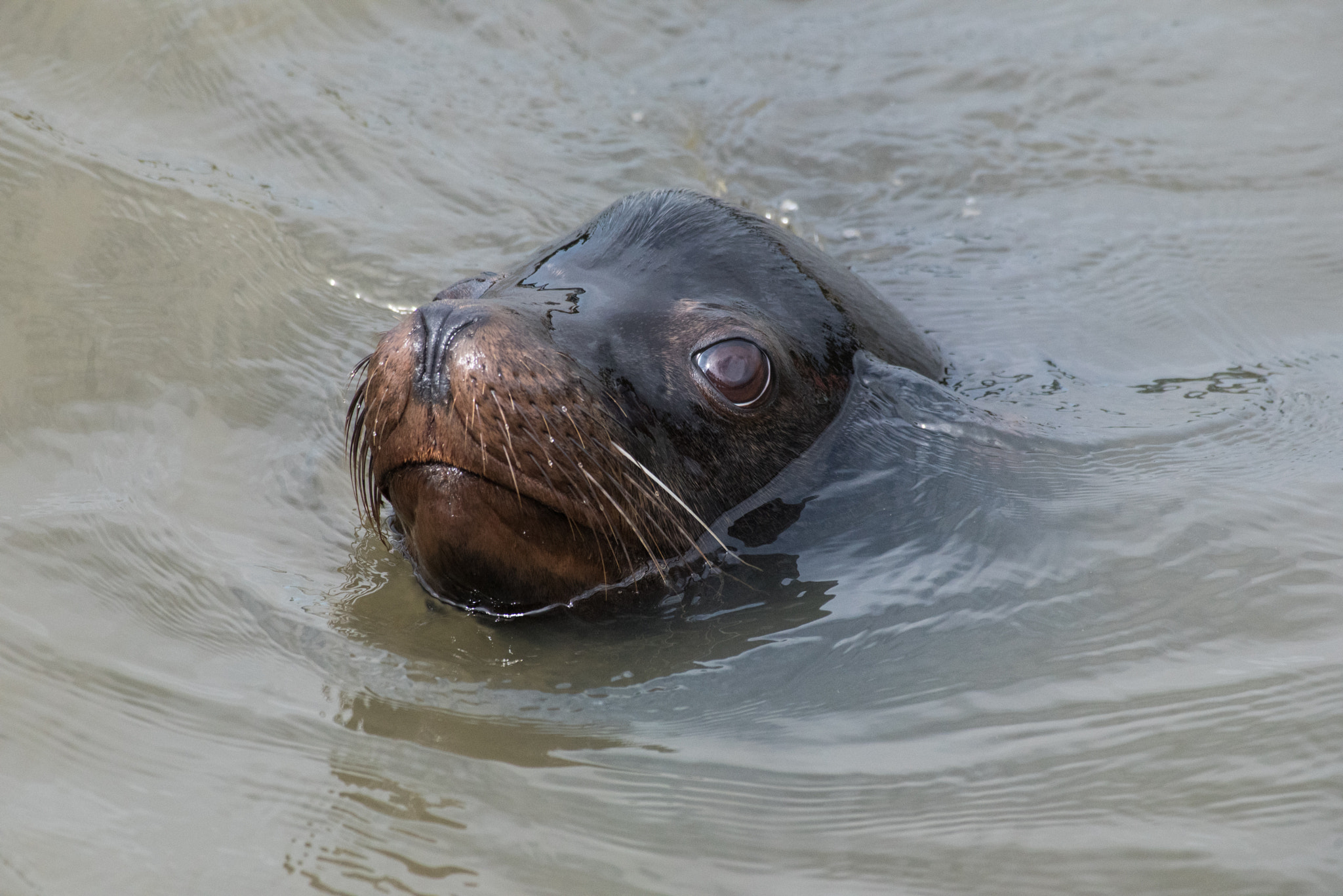 Nikon D750 + Nikon AF-S Nikkor 300mm F4D ED-IF sample photo. California sea lion photography