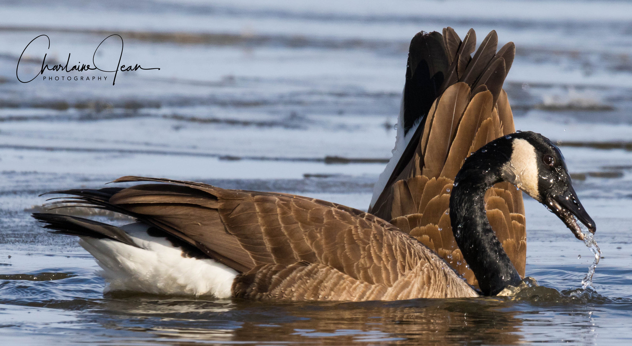 Canon EOS 7D Mark II sample photo. Canada geese, st-lawrence river, quebec, ca photography