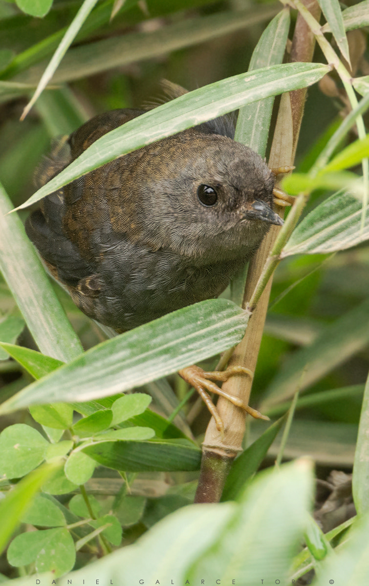 Nikon D7100 + Sigma 50-500mm F4.5-6.3 DG OS HSM sample photo. Chiloe photography