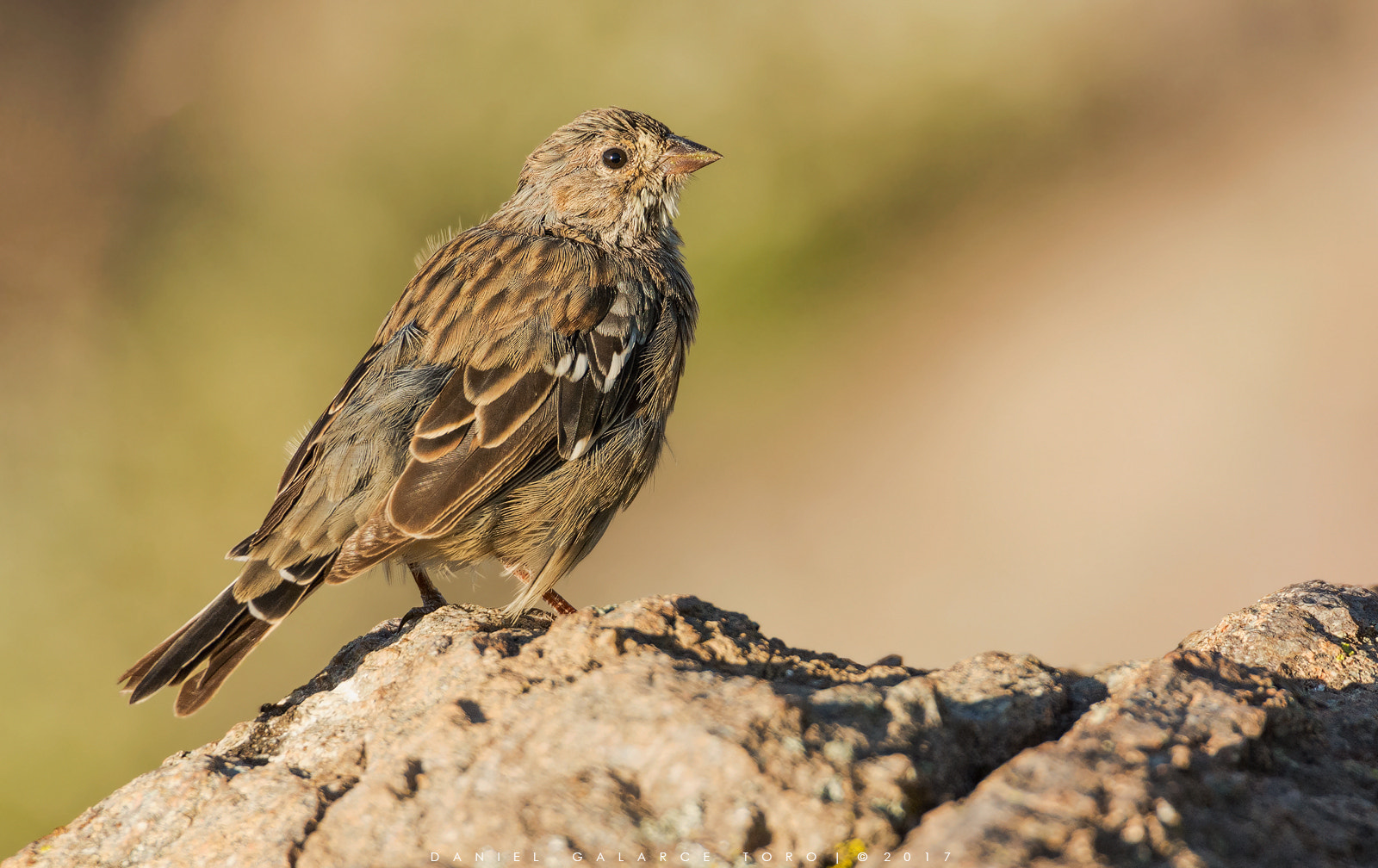 Nikon D7100 + Sigma 50-500mm F4.5-6.3 DG OS HSM sample photo. Farellones photography