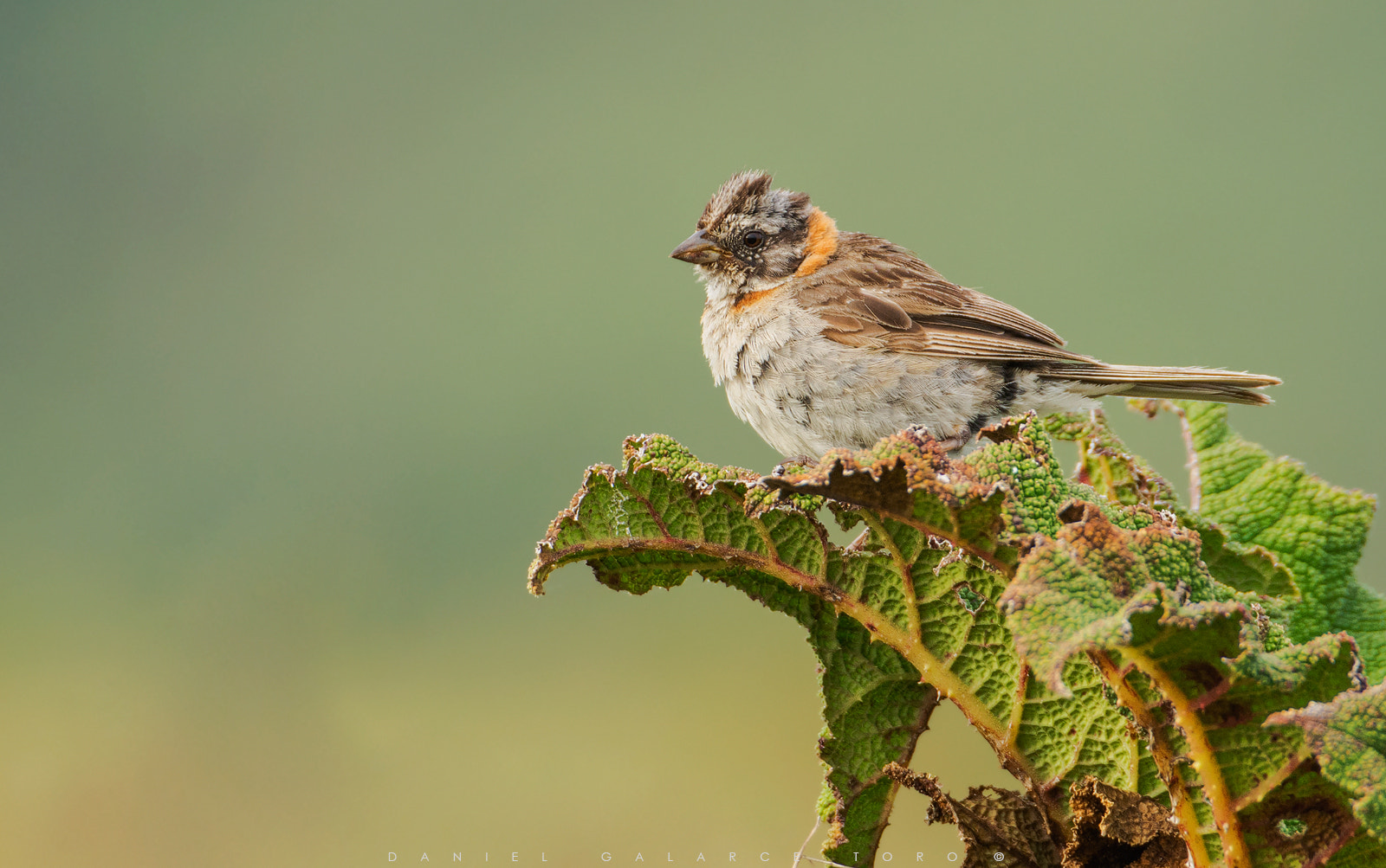 Sigma 50-500mm F4.5-6.3 DG OS HSM sample photo. Chiloe photography